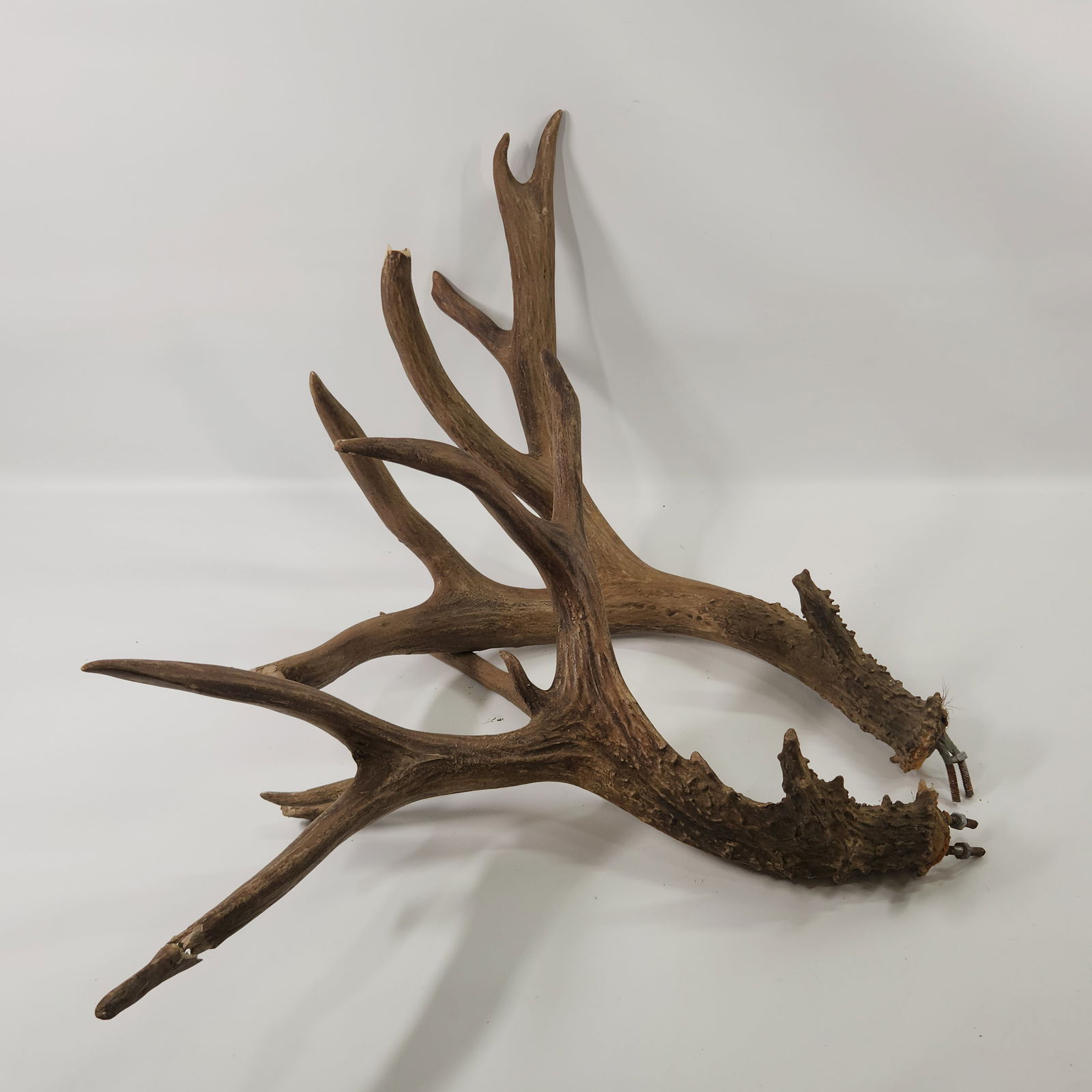 PAIR OF LOOSE ANTLERS CONTAIN A BREAK ON END: ANTLERS CONTAIN A BREAK ON END