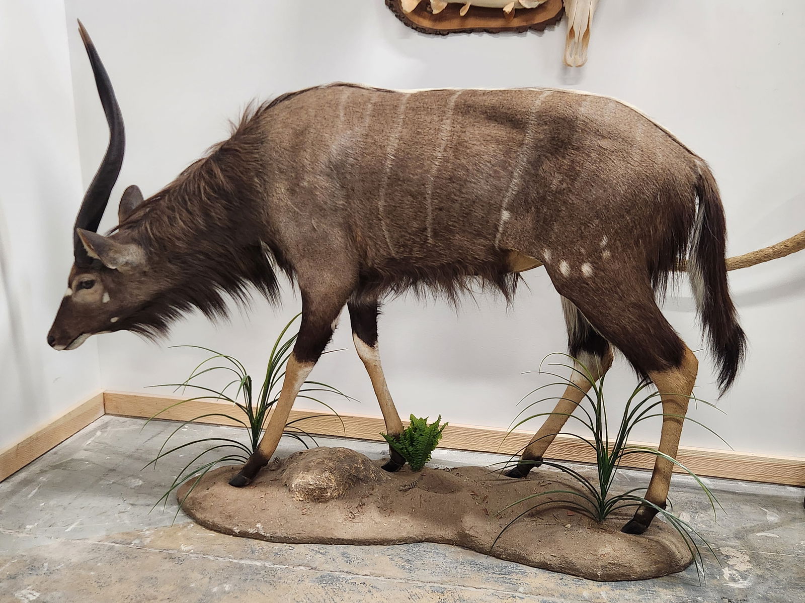 NYALA FULL BODY TAXIDERMY MOUNT ON BASE (1 of 8)