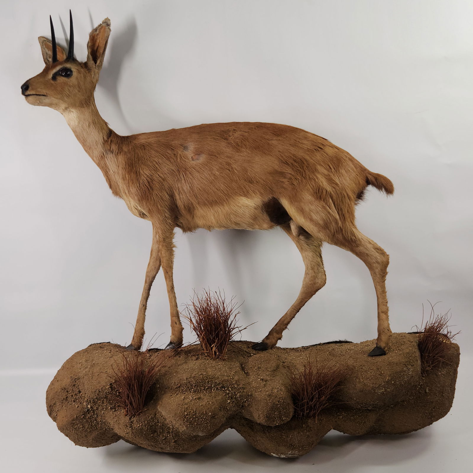 STEENBOK SOUTH AFRICAN FULL BODY MOUNT (1 of 5)