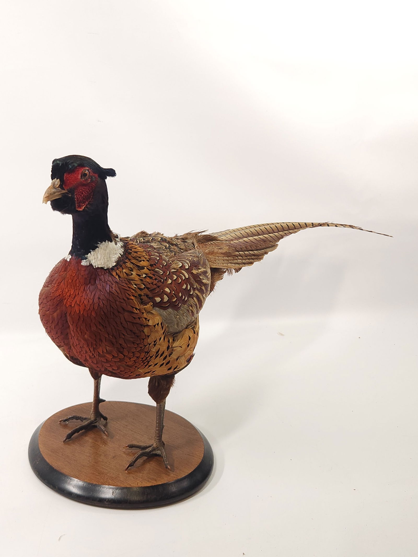 PHEASANT FULL BODY MOUNT (1 of 4)