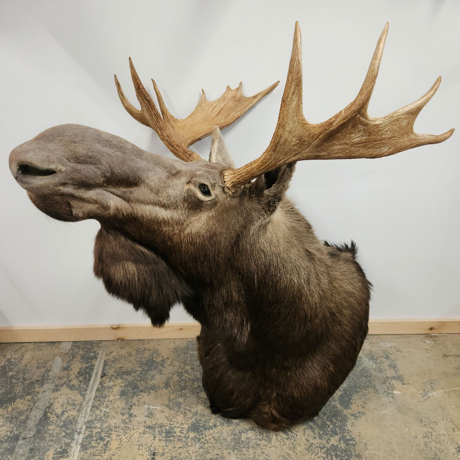 MOOSE TAXIDERMY MOUNT (1 of 4)