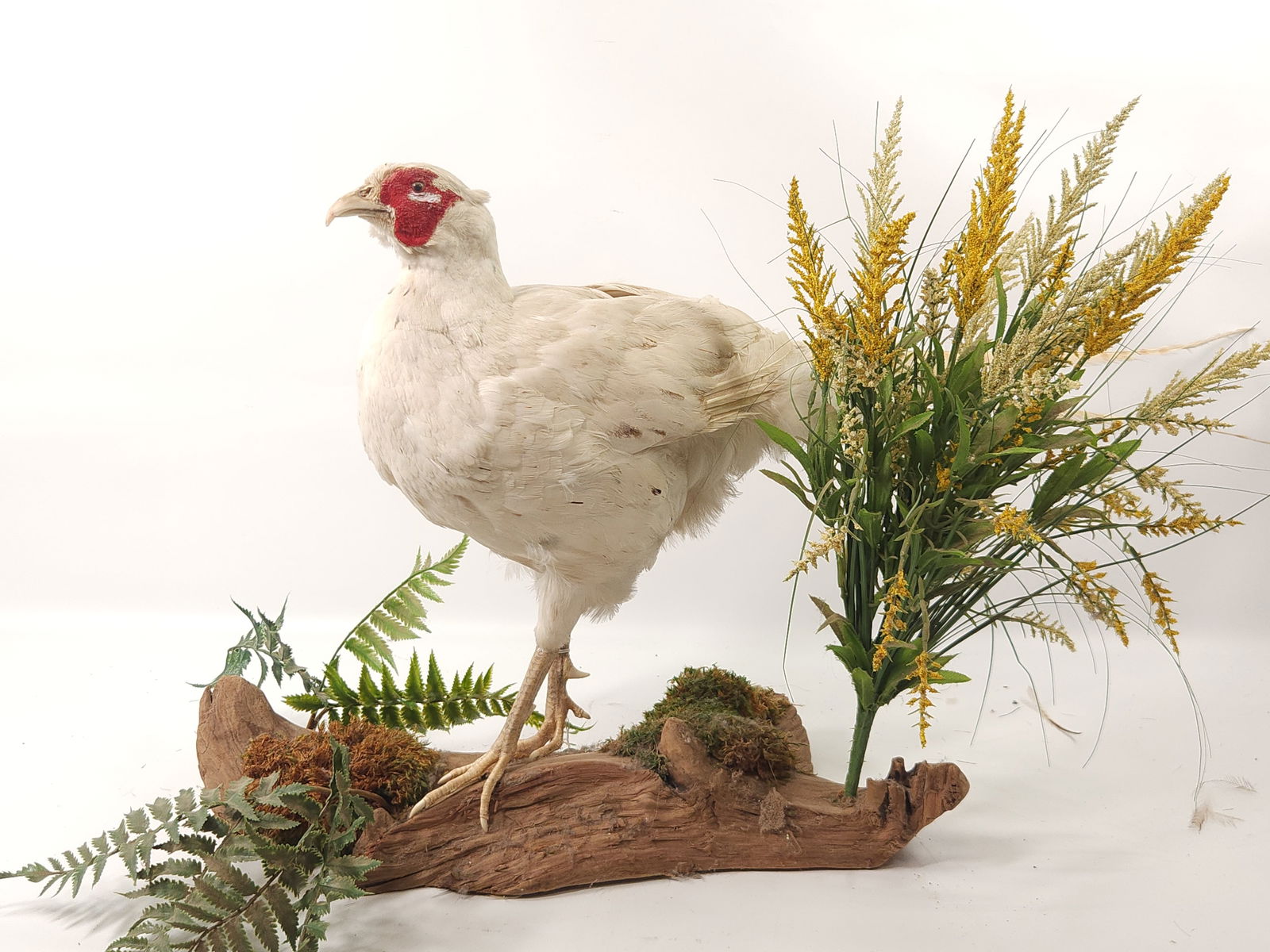 WHITE PHEASANT FULL BODY TAXIDERMY MOUNT (1 of 3)
