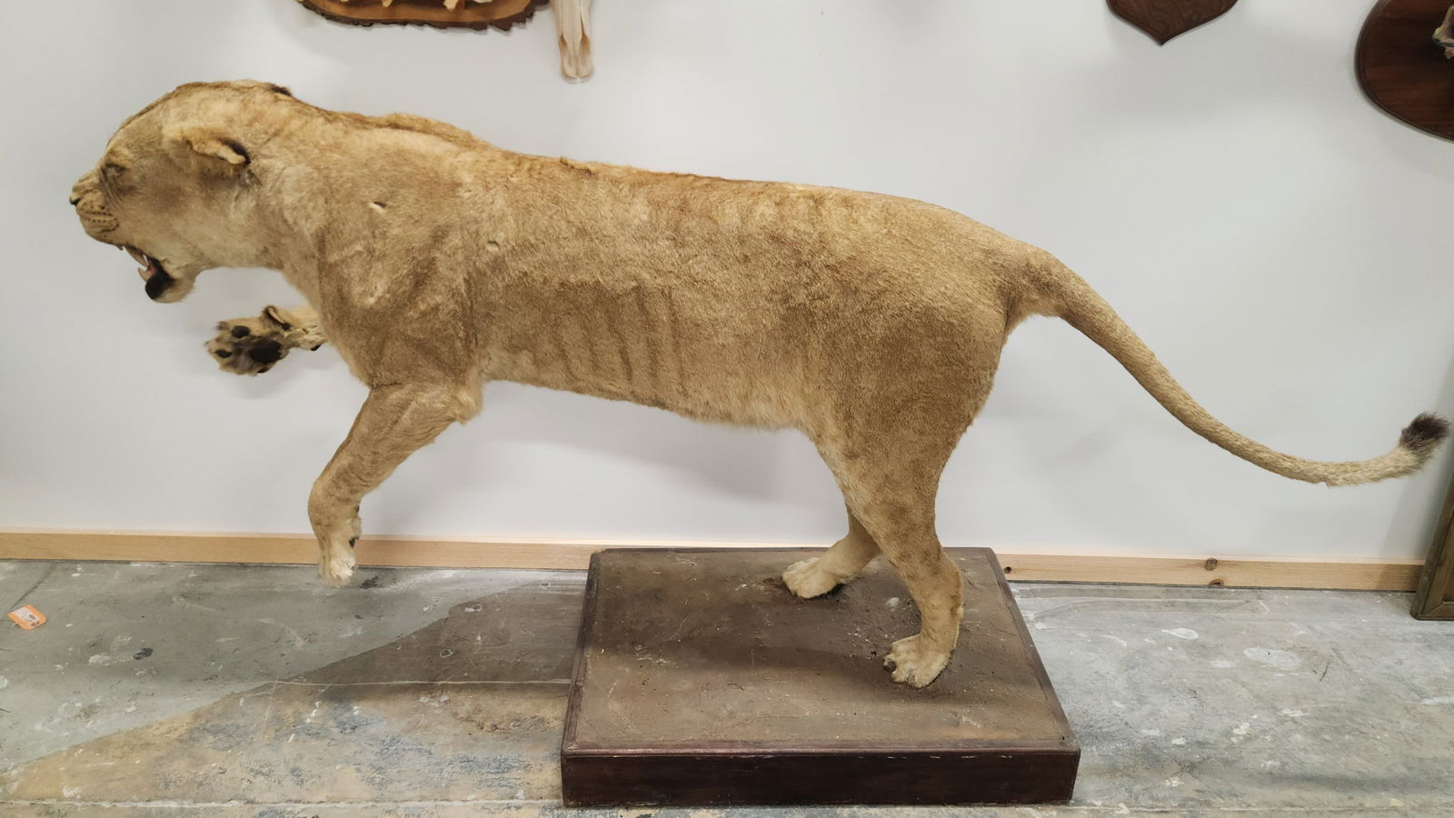 FULL BODY LION MOUNT IN LIFTED  POSITION (1 of 11)