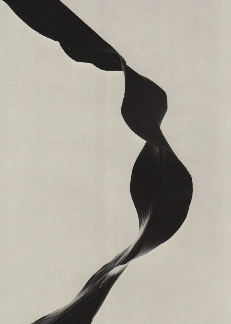 Barbara Morgan - Corn Leaf Rhythm, 1945: Barbara Morgan - Corn Leaf Rhythm, 1945. Photolitho. Measures: 9 x 6 1/2 inches.