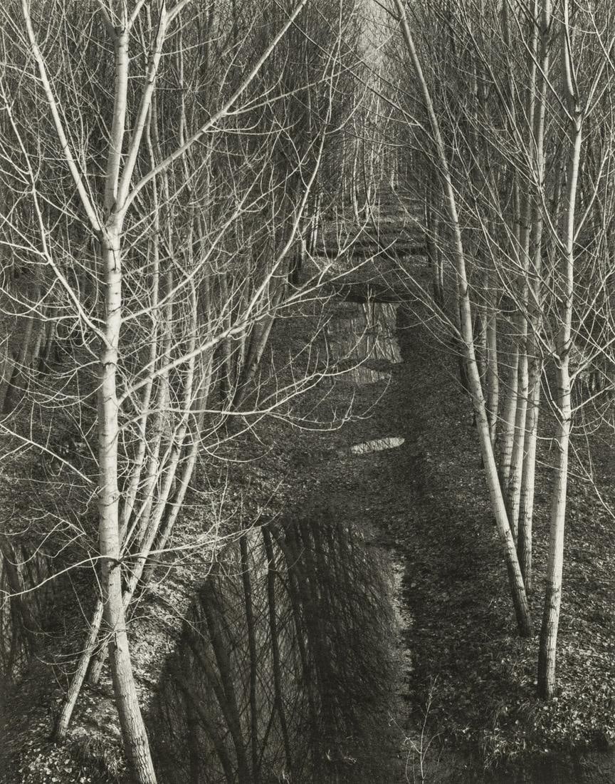 Paul Strand - Trees, Winter, near River Po, Italy 1952 (1 of 1)