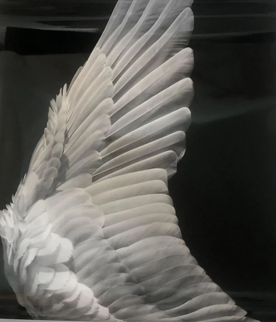 Robert Longo "Feathers" Photo Litho: Robert Longo, Feathers, Photo litho, printed laterr, 30" x 40" inches