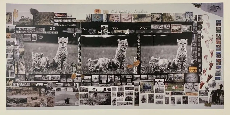 Peter Beard - Orphan Cheetah Triptych, 1968: PETER BEARD (1938-2020) Orphan Cheetah Triptych, 1968,Photo-litho,12" x 25" inches