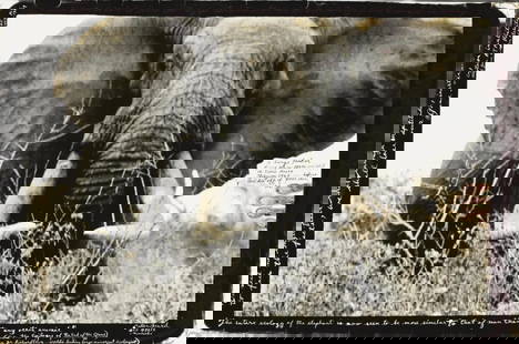 Peter Beard photo litho print Elephant: Peter Beard Elephant , photo litho print , Measures 24 x 36 inches