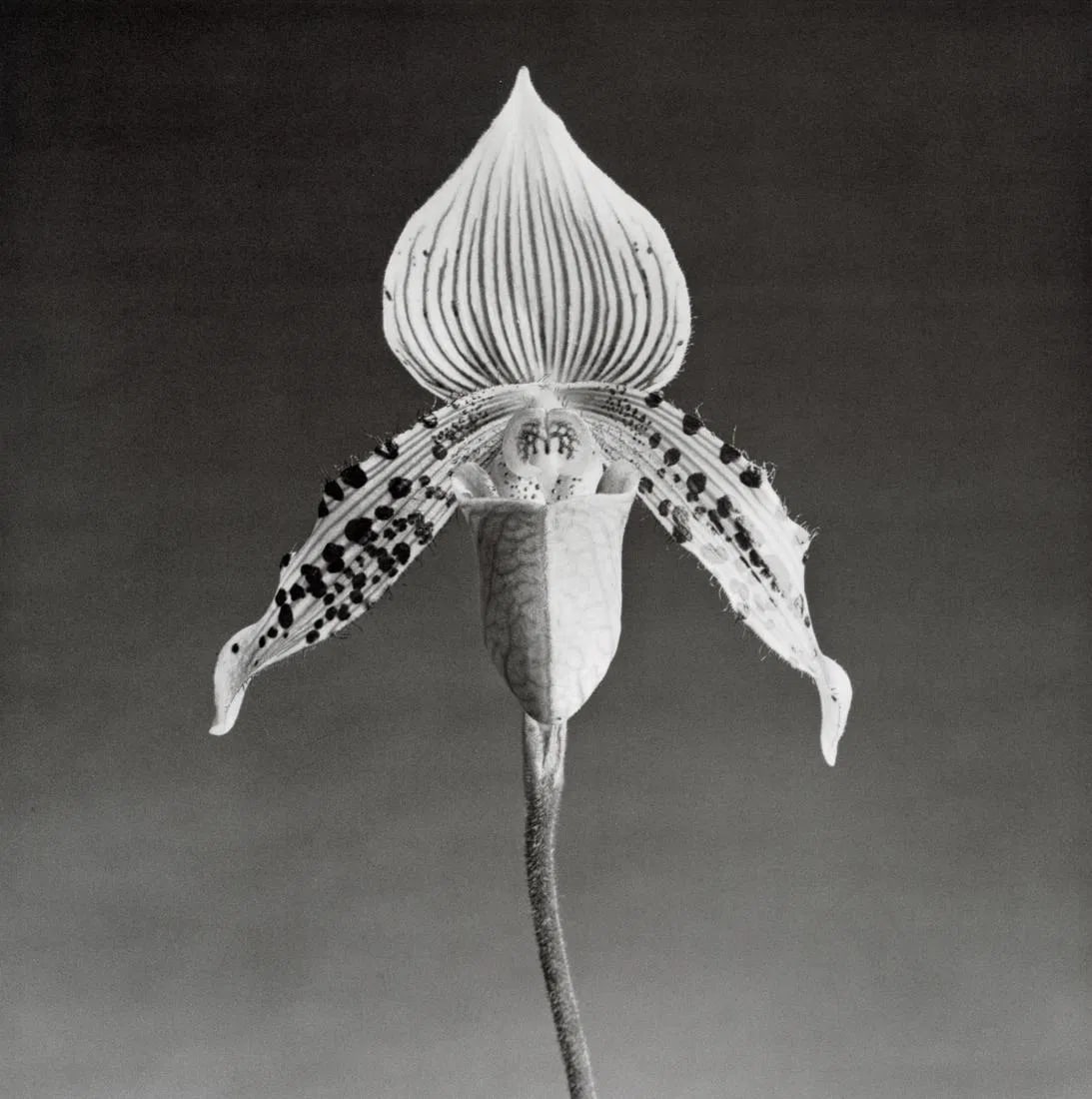 Robert Mapplethorpe - Orchid, 1987 (1 of 1)