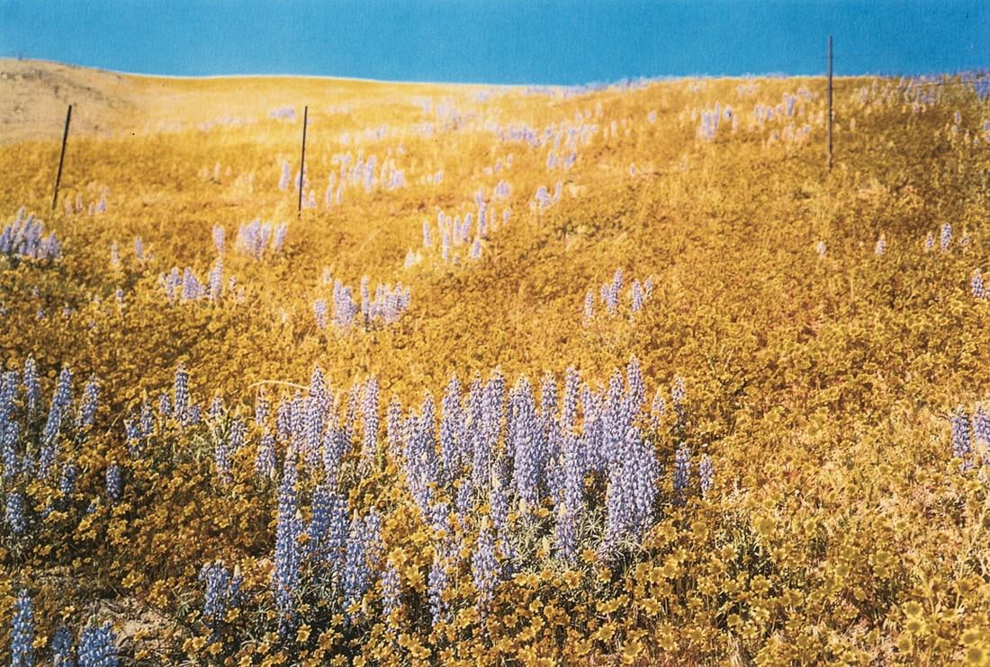 William Eggleston - Yellow Flowers, Hillside, 1974: William Eggleston - Yellow Flowers, Hillside, 1974. Photolitho. Measures: 7 x 5 inches.