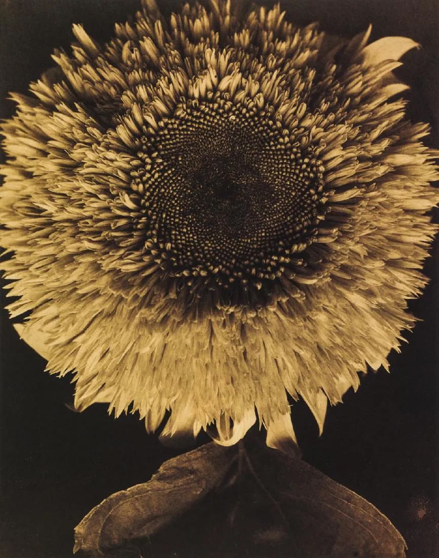 Edward Steichen - Double Sunflower, 1920 (1 of 1)