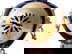 item-210334465=10