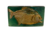 Brazilian Piranha in Glass Taxidermy