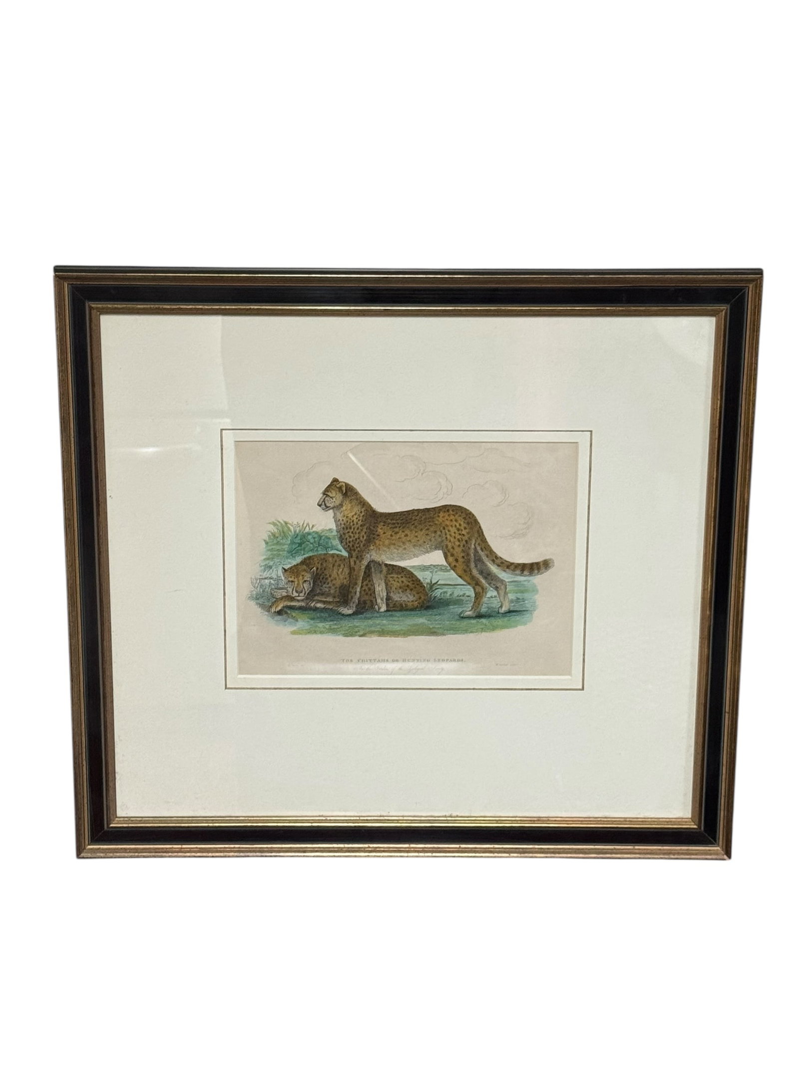 Framed cheetah print: A framed colored print depicting two cheetahs. DIMENSIONS: 20”W x 0.75”D x 18”H