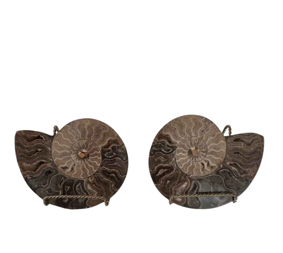 Pair of fossilized ammonites with brass stands: Pair of fossilized ammonites with brass stands. DIMENSIONS: 5.5" D x 4"H