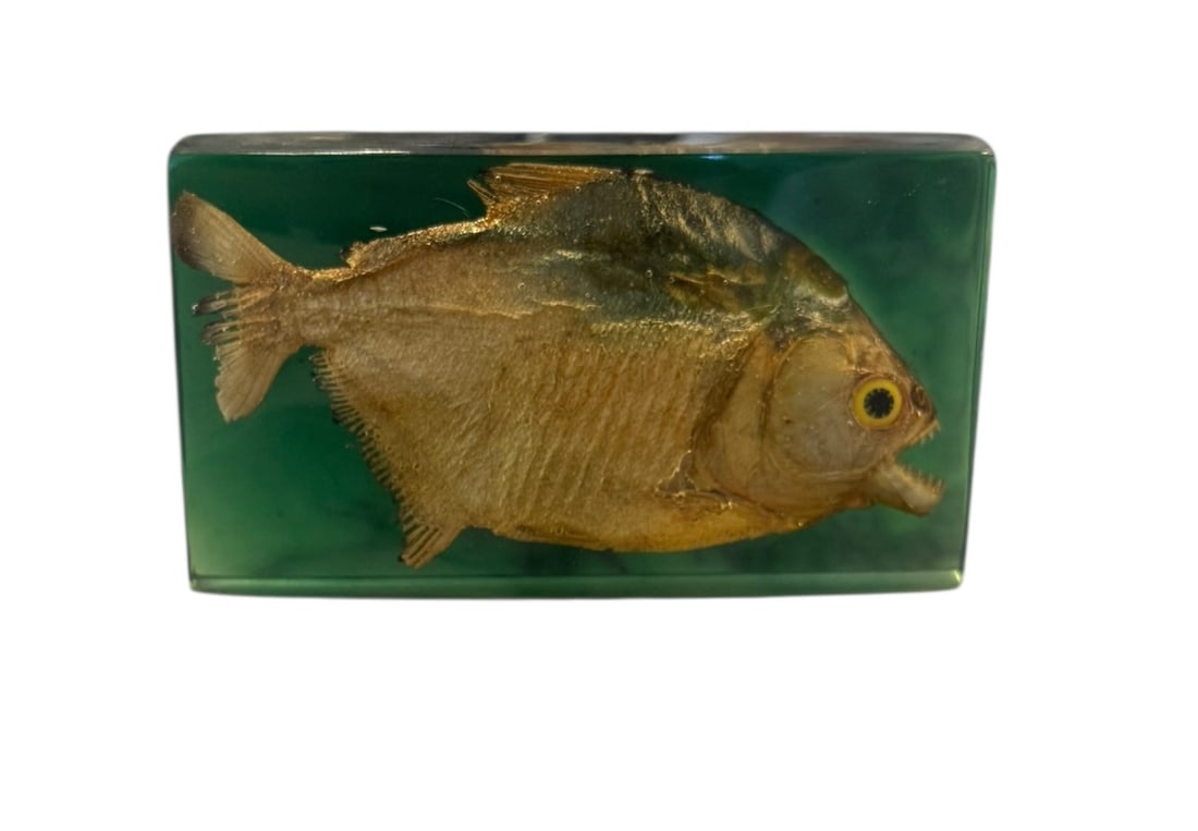 Brazilian piranha in glass taxidermy (1 of 4)