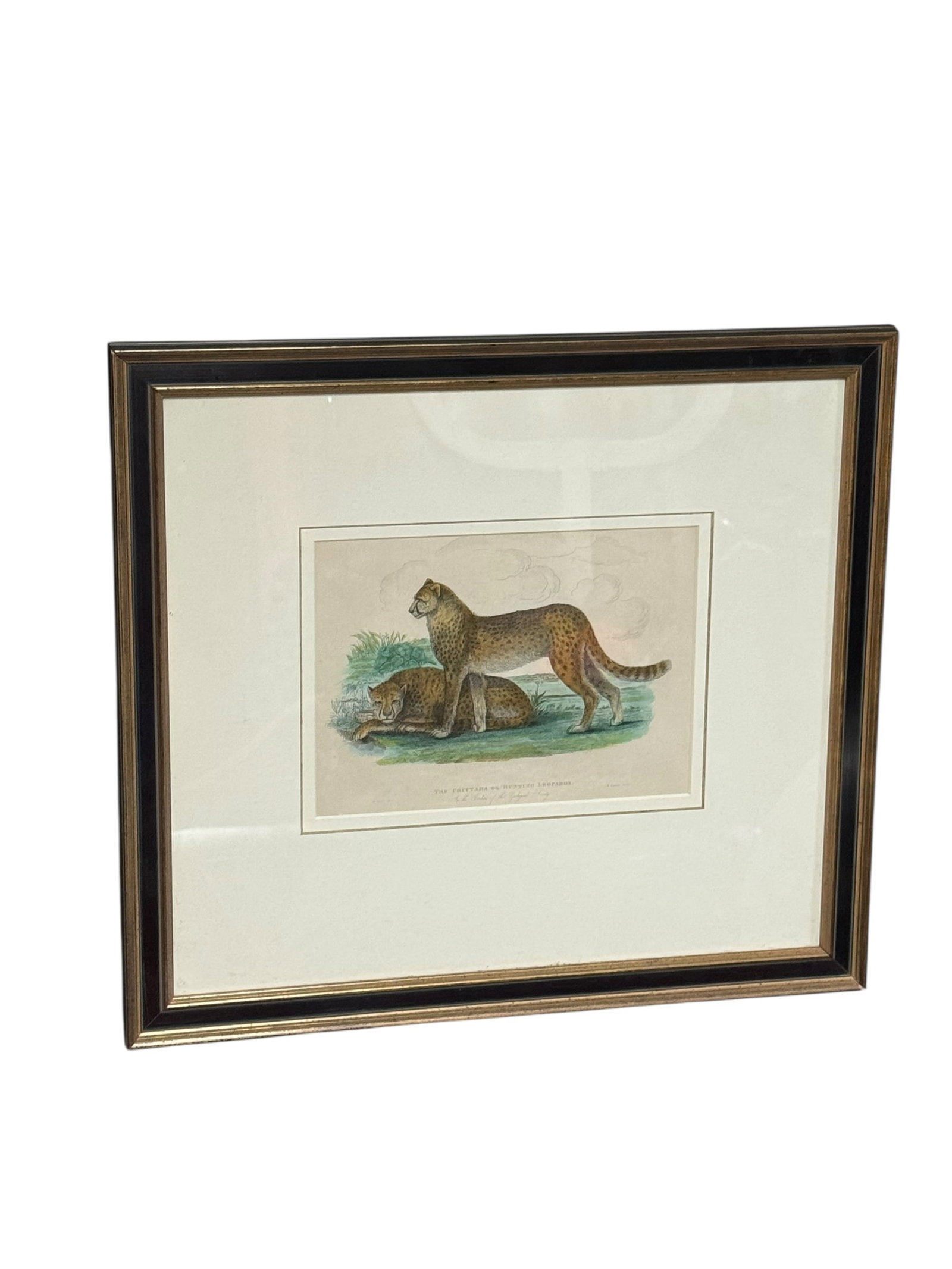 Framed Print Depicting Two Cheetahs - 2