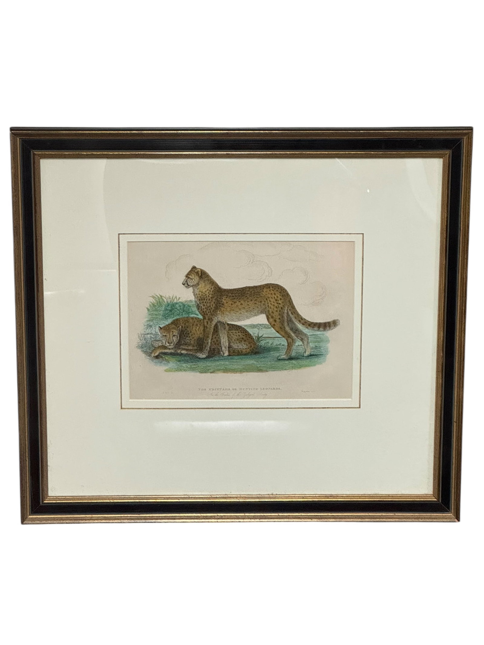 Framed Print Depicting Two Cheetahs - 3
