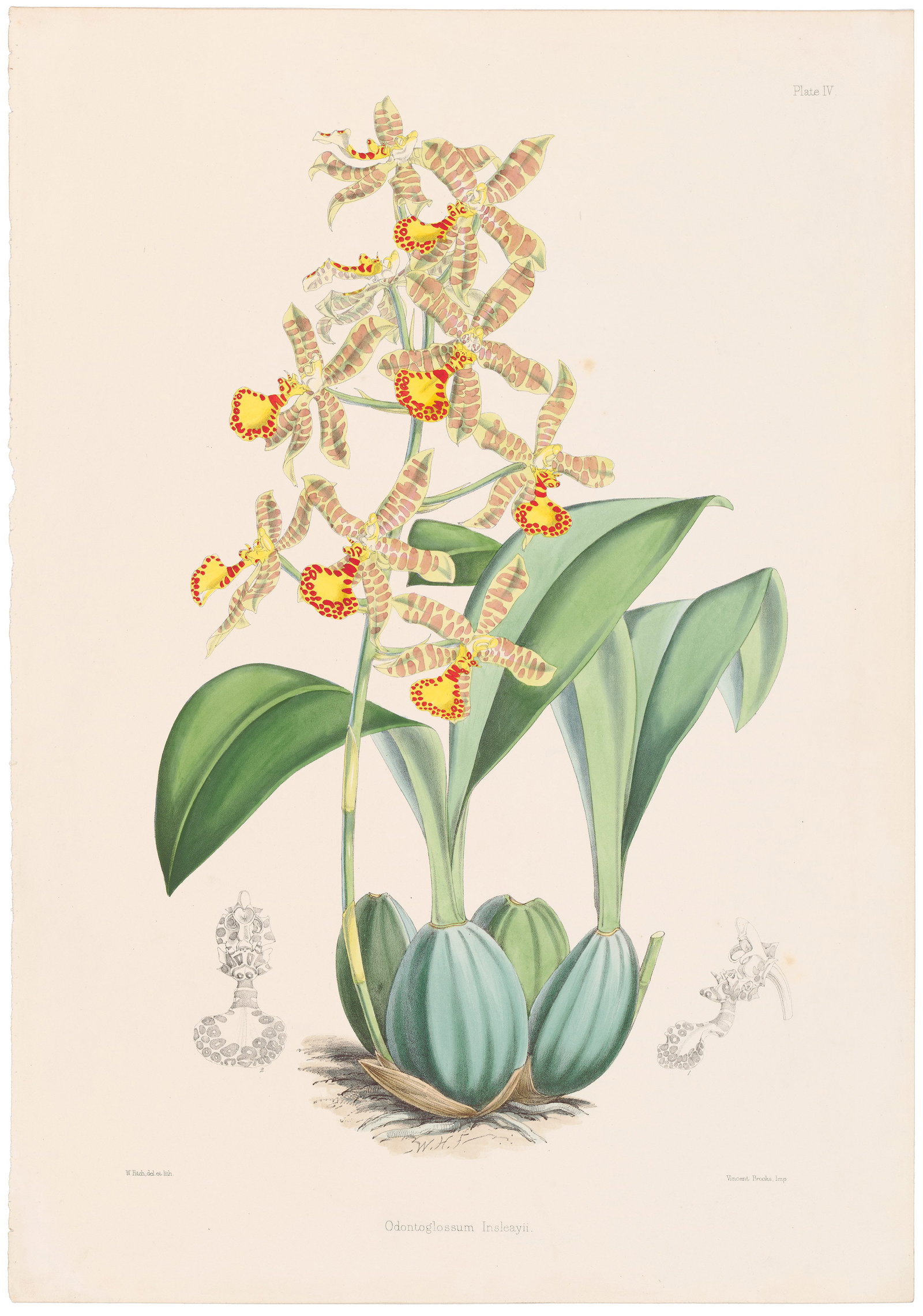 Bateman A Monograph of Odontoglossum 1864 Plate 4, Odontoglossum Insleayii: Captivating Antique Lithograph from A Monograph of Odontoglossum by James Bateman James Bateman’s A Monograph of Odontoglossum (1864–1874) features 30 large-scale lithographs with hand-applied col