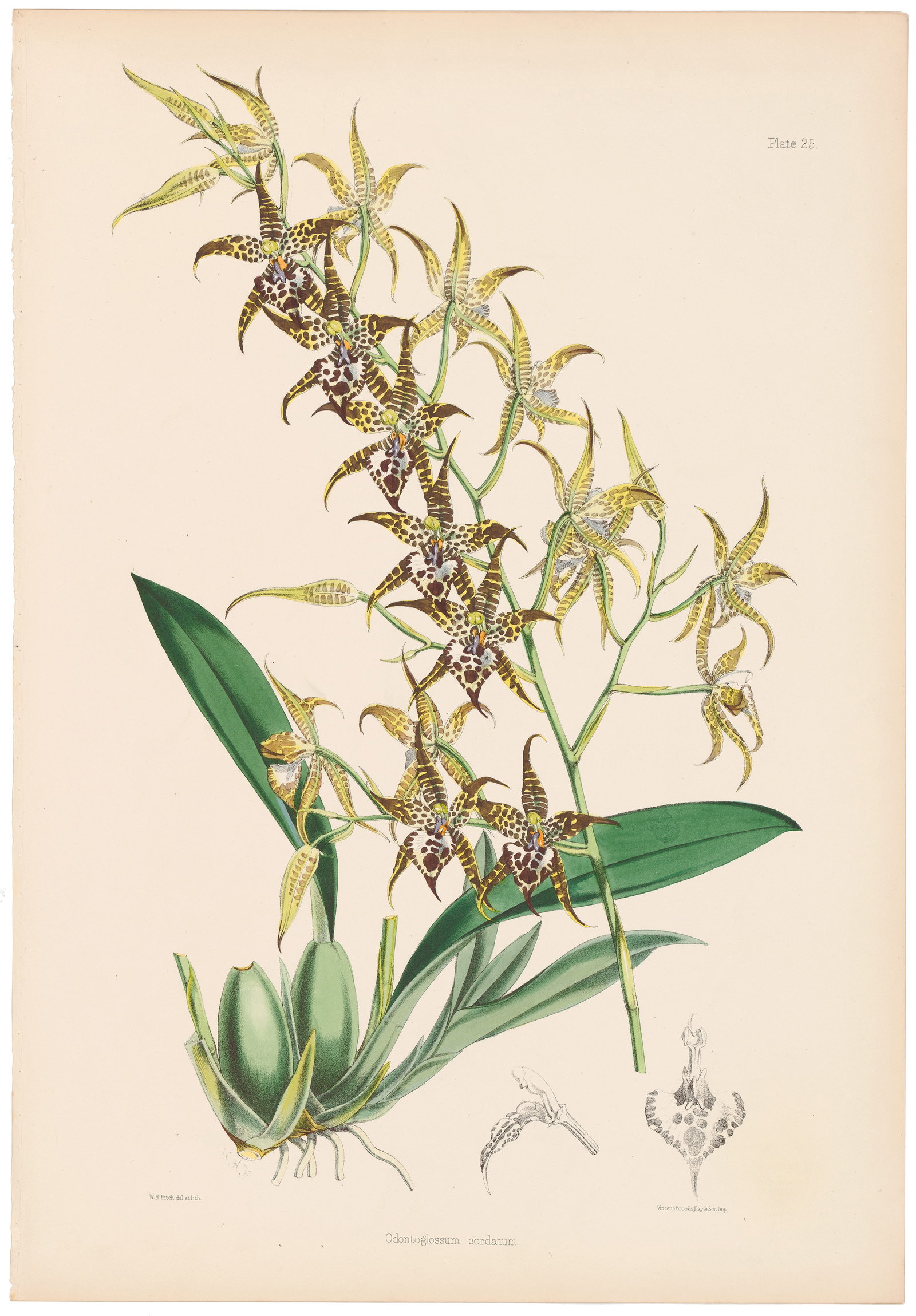 Bateman A Monograph of Odontoglossum 1864 Plate 25, Odontoglossum cordatum: Captivating Antique Lithograph from A Monograph of Odontoglossum by James Bateman James Bateman’s A Monograph of Odontoglossum (1864–1874) features 30 large-scale lithographs with hand-applied col
