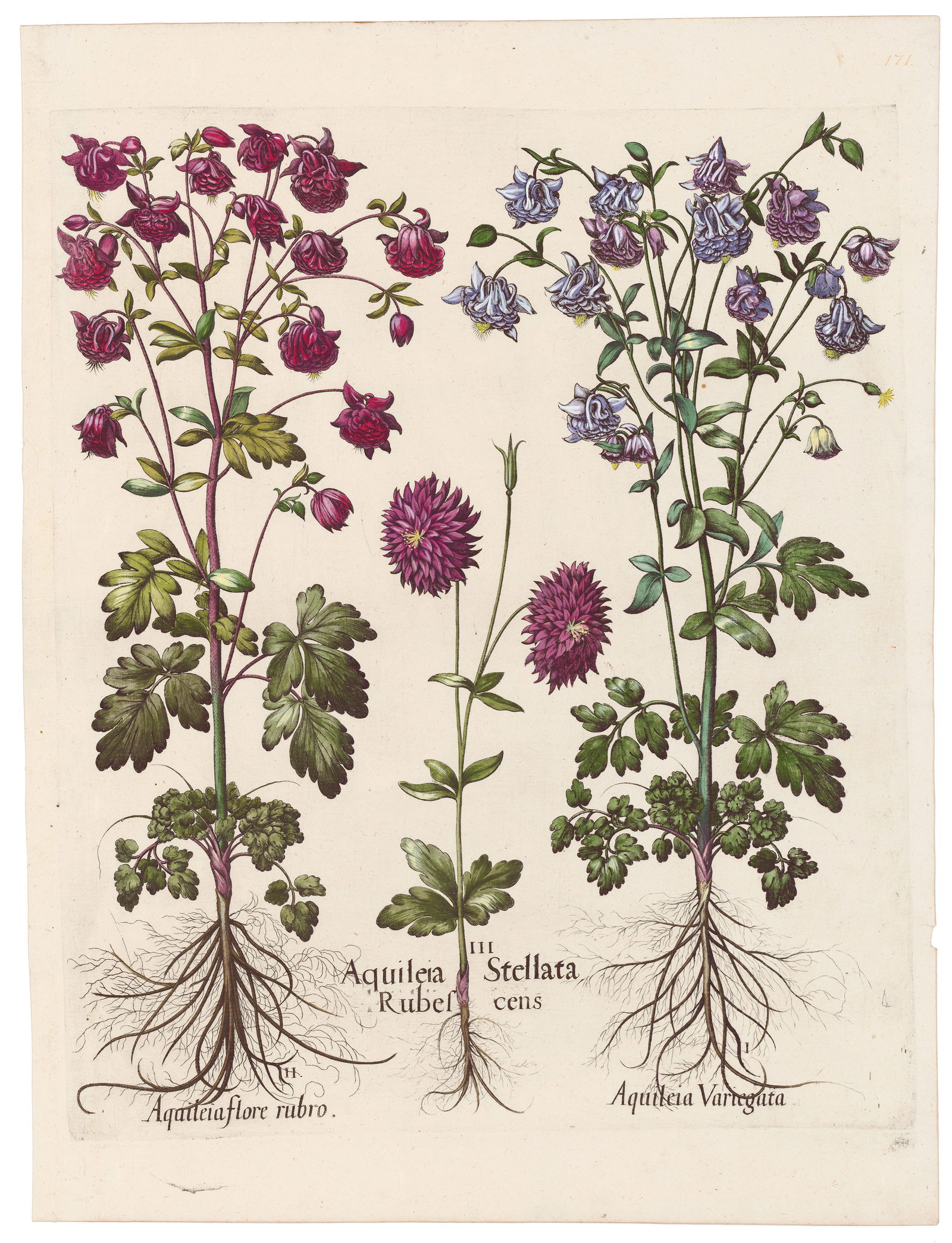 Besler Hortus Eystettensis Deluxe Edition 1613 Plate 171, Double-flowered violet columbine, et al: Rare 17th-Century Botanical Engraving from Basilius Besler’s Hortus Eystettensis This exquisite 17th-century botanical print, delicately engraved on laid paper, showcases a remarkable tactile qualit