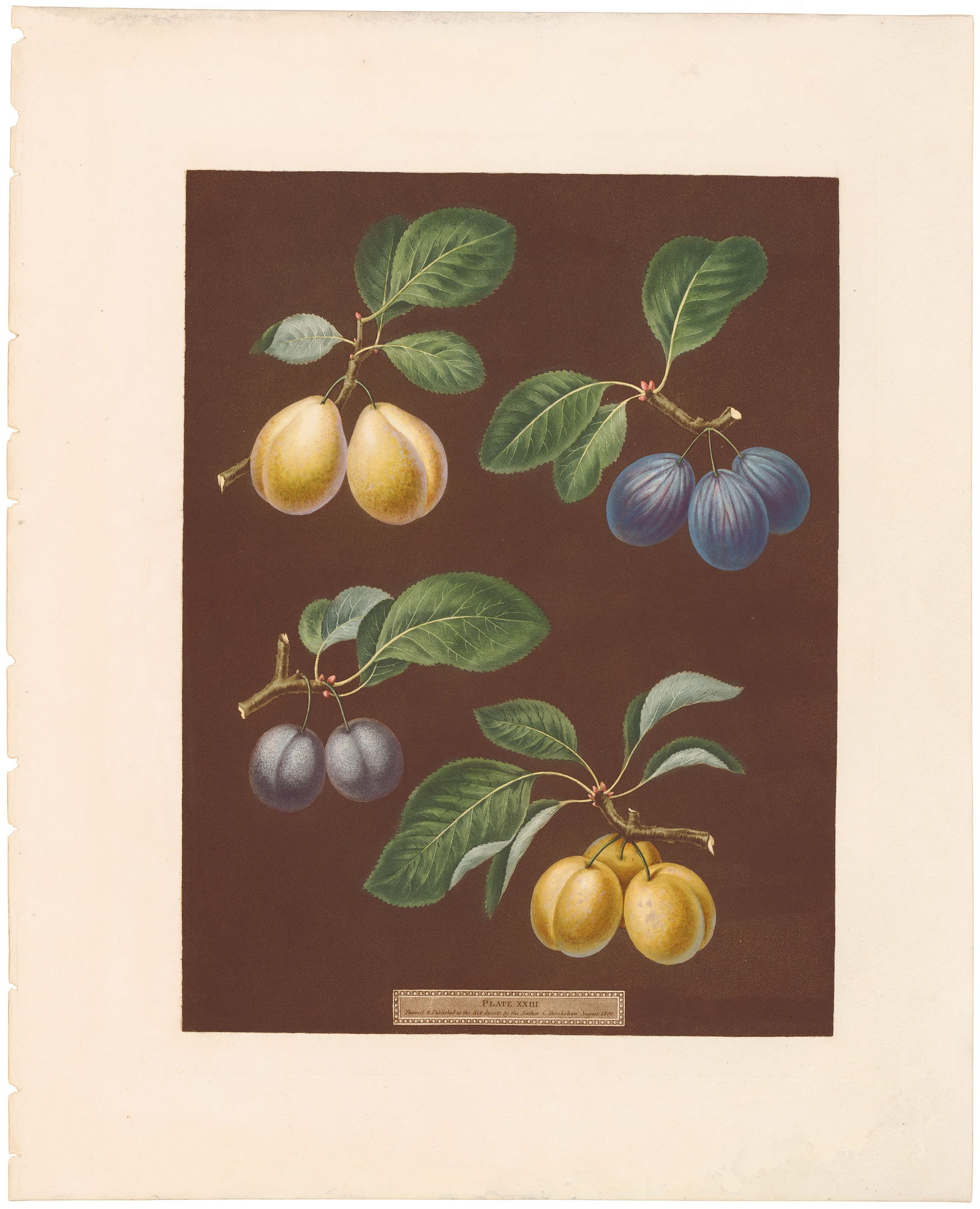 Brookshaw Pomona Britannica 1804 - 1812 Plate 23, Black; Breda; Brussels; Moor Park: Stunning Antique Botanical Engraving from Pomona Britannica by George Brookshaw Rendered through aquatint and stipple engraving, this stunning image of fruit is composed of engraved dots that give it
