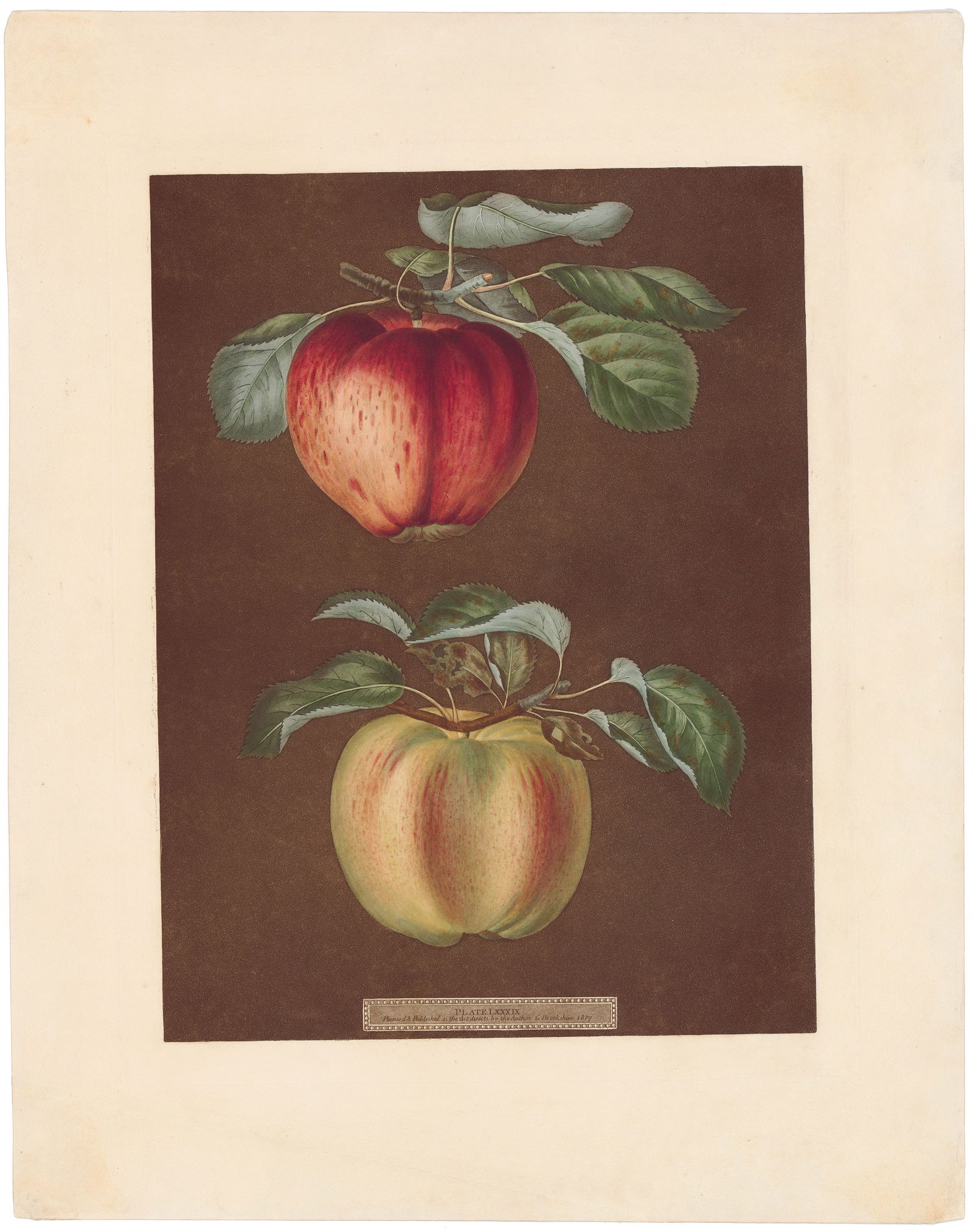 Brookshaw Pomona Britannica 1804 - 1812 Plate 89, Phoenix; Norroway's Beauty: Stunning Antique Botanical Engraving from Pomona Britannica by George Brookshaw Rendered through aquatint and stipple engraving, this stunning image of fruit is composed of engraved dots that give it