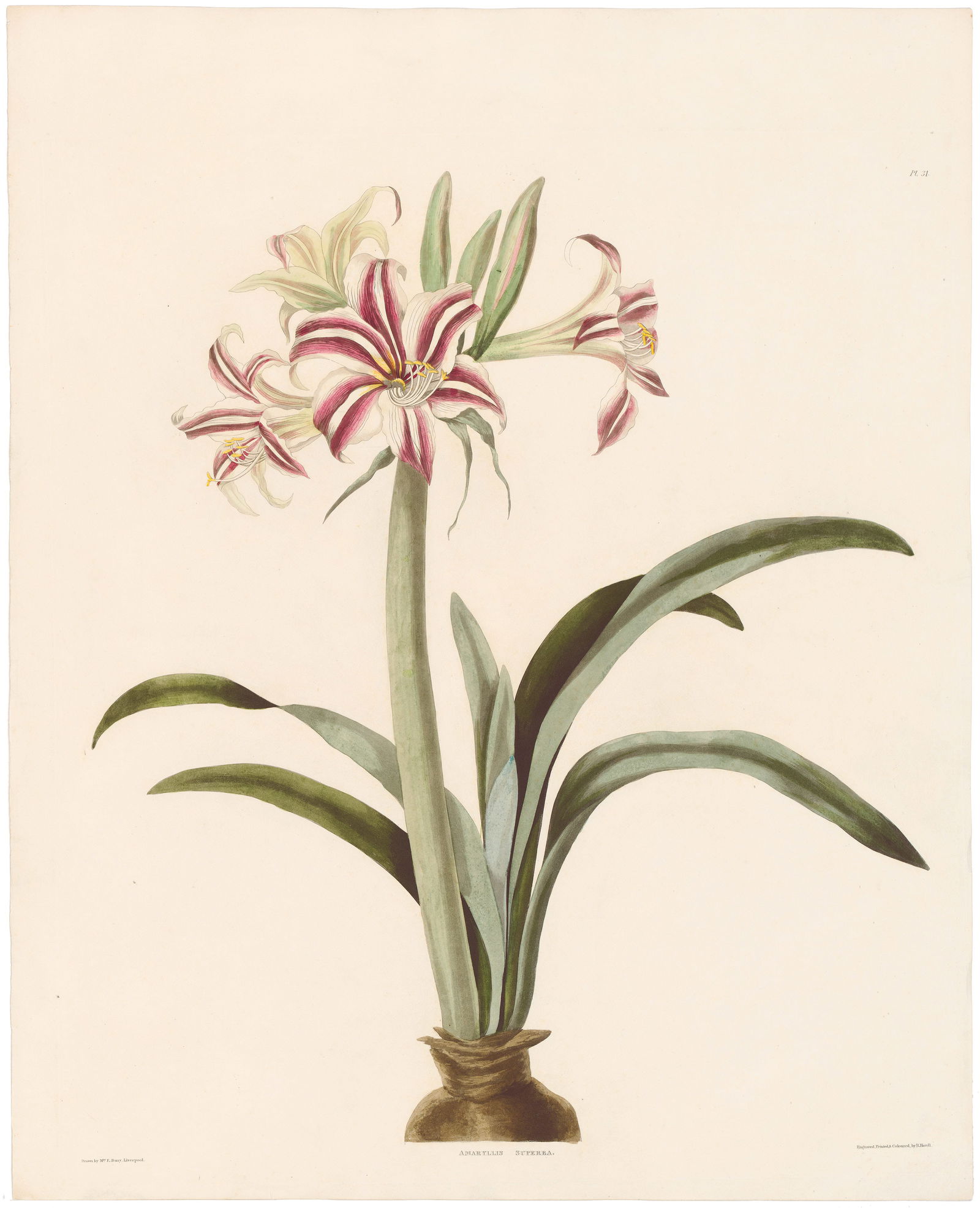 Bury A Selection of Hexandrian Plants 1831 - 1834 Plate 31, Superior Variegated Amaryllis: Rare Antique Botanical Engraving by Priscilla Susan Bury: A Selection of Hexandrian Plants Priscilla Susan Bury’s A Selection of Hexandrian Plants beautifully captures the delicate nature of flowers