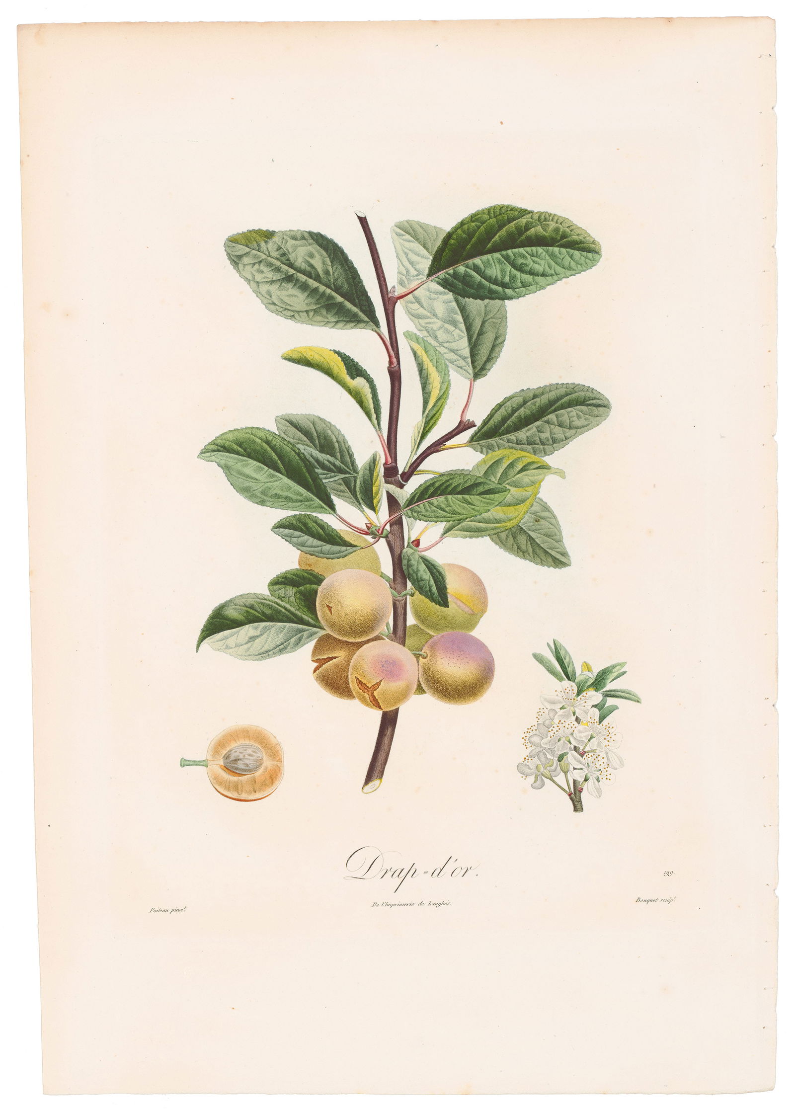 Poiteau Pomologie Française 1846 Plate 90, Prunier Drap d'or: Lush Antique Botanical Engraving from Pomologie Française by Pierre-Antoine Poiteau Published in 1846, Pomologie Française by Pierre-Antoine Poiteau is widely regarded as one of the most beautiful f