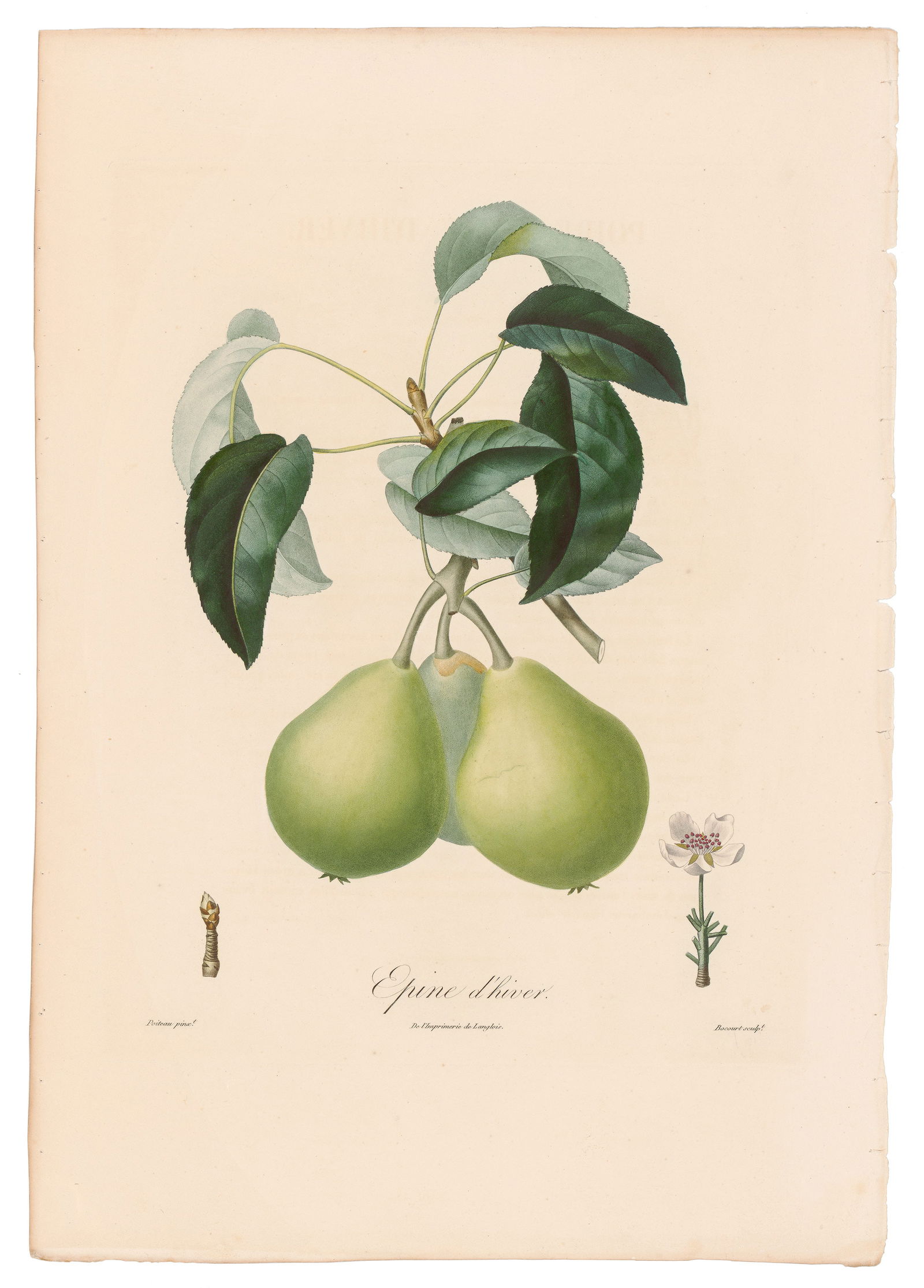 Poiteau Pomologie Française1846 Plate 274, Poirier Epine d'hiver: Lush Antique Botanical Engraving from Pomologie Française by Pierre-Antoine Poiteau Published in 1846, Pomologie Française by Pierre-Antoine Poiteau is widely regarded as one of the most beautiful f