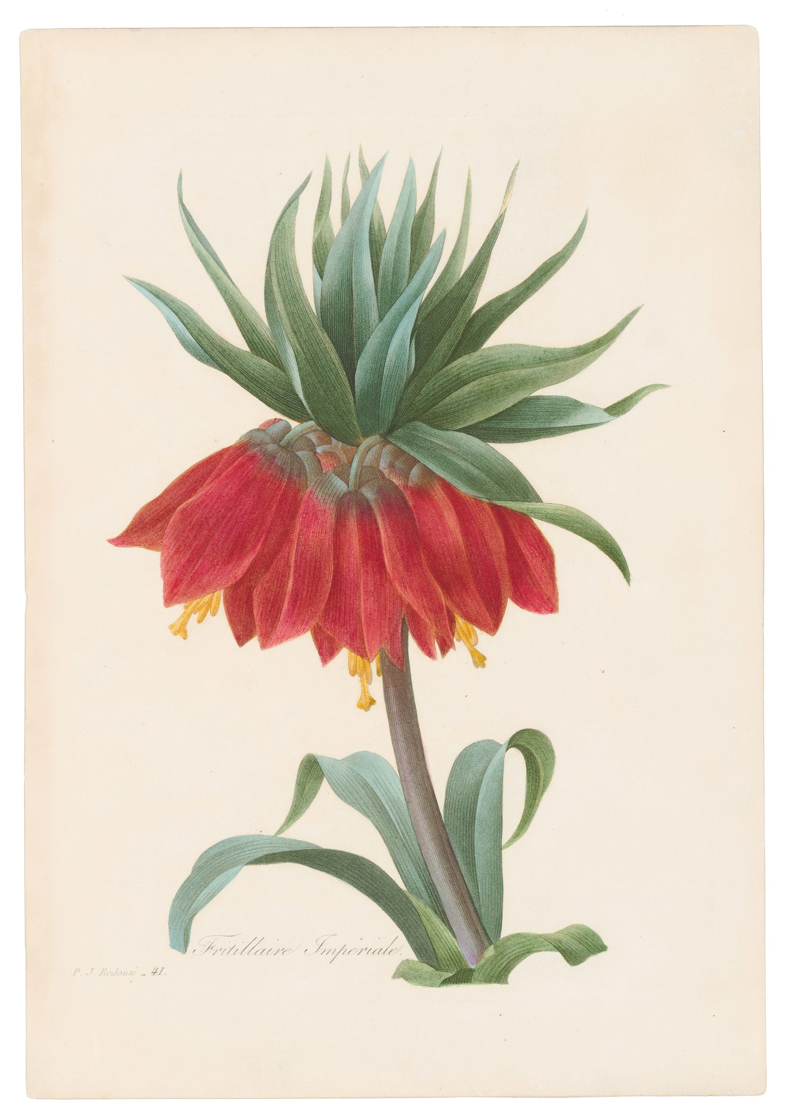 Redoute Choix des Plus Belles Fleurs 1835 Plate 41, Crown Imperial Fritillary: Exquisite 19th-Century Botanical Engraving from Choix des Plus Belles Fleurs by Pierre-Joseph Redouté Published in 1835, Pierre-Joseph Redouté’s Choix des Plus Belles Fleurs et des Plus Beaux Frui