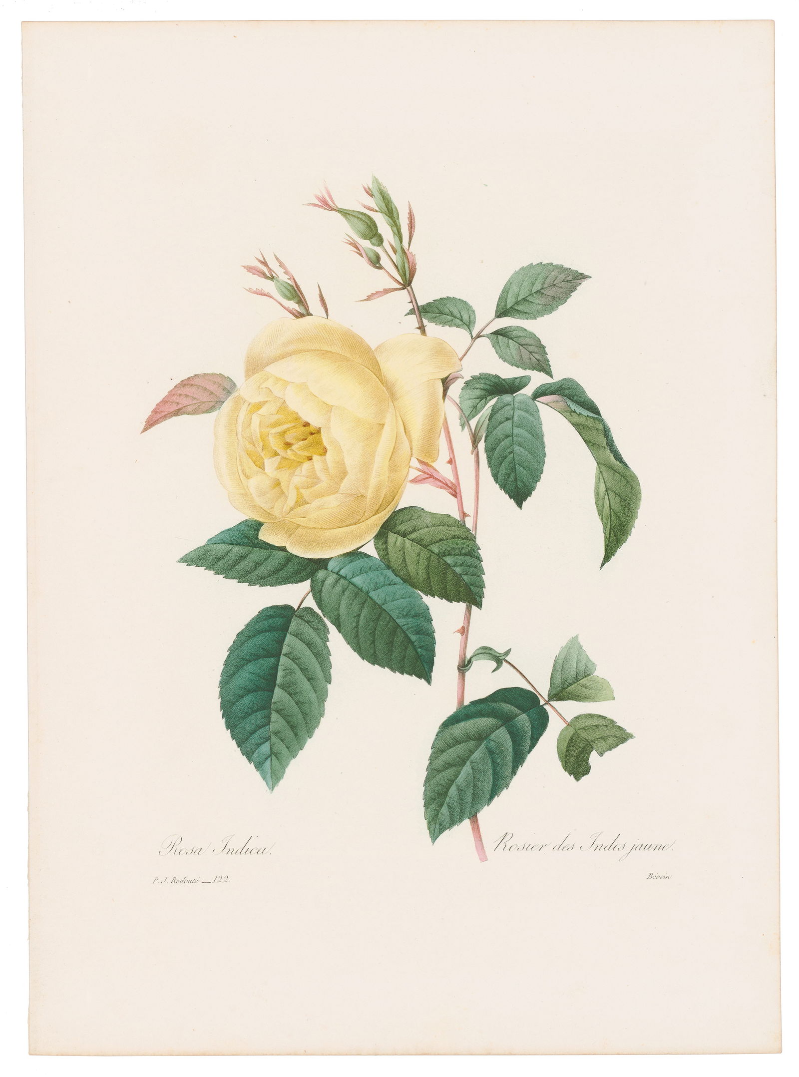 Redoute Choix des Plus Belles Fleurs 1835 Plate 122, Hume's Blush Tea-Scented China Rose; yellow: Exquisite 19th-Century Botanical Engraving from Choix des Plus Belles Fleurs by Pierre-Joseph Redouté Published in 1835, Pierre-Joseph Redouté’s Choix des Plus Belles Fleurs et des Plus Beaux Frui