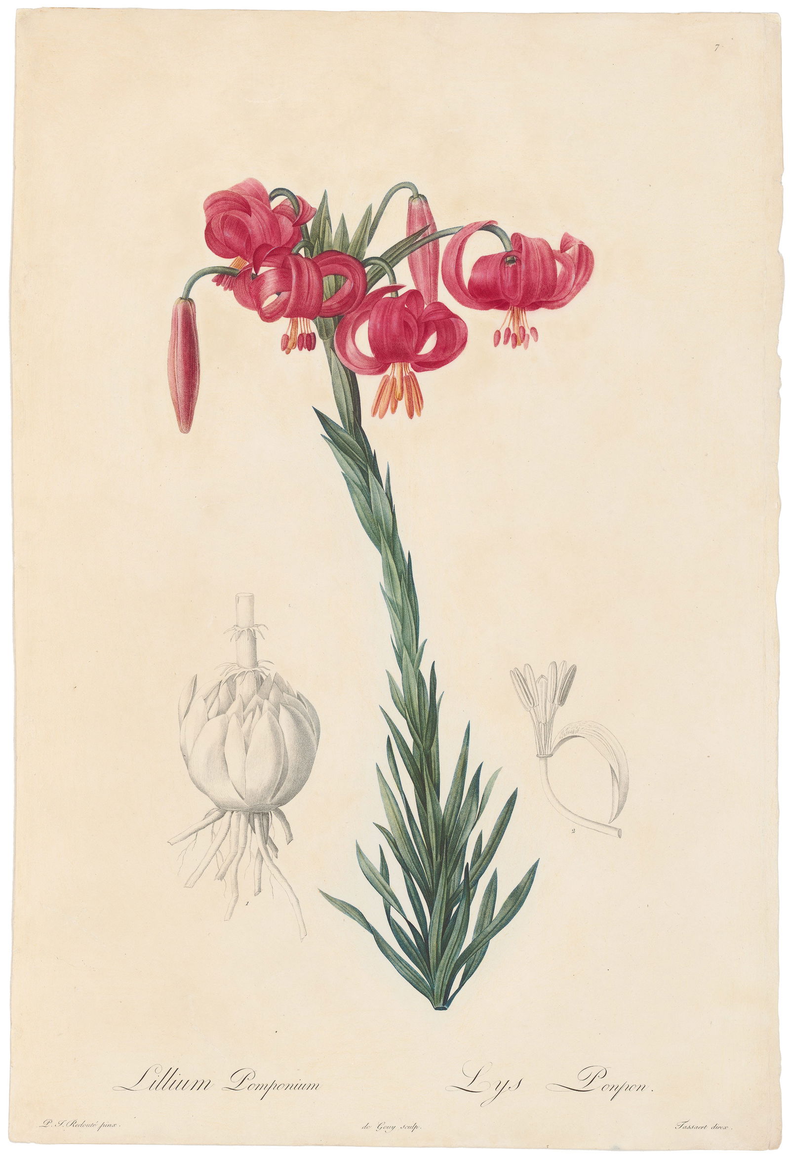 Reoute Les Liliacees 1802 - 1816 Plate 7, Red Lily: Elegant Antique Botanical Engraving from Les Liliacées by Pierre-Joseph Redouté Commissioned by Empress Josephine Bonaparte, Pierre-Joseph Redouté’s Les Liliacées (1802–1816) is a monumental b