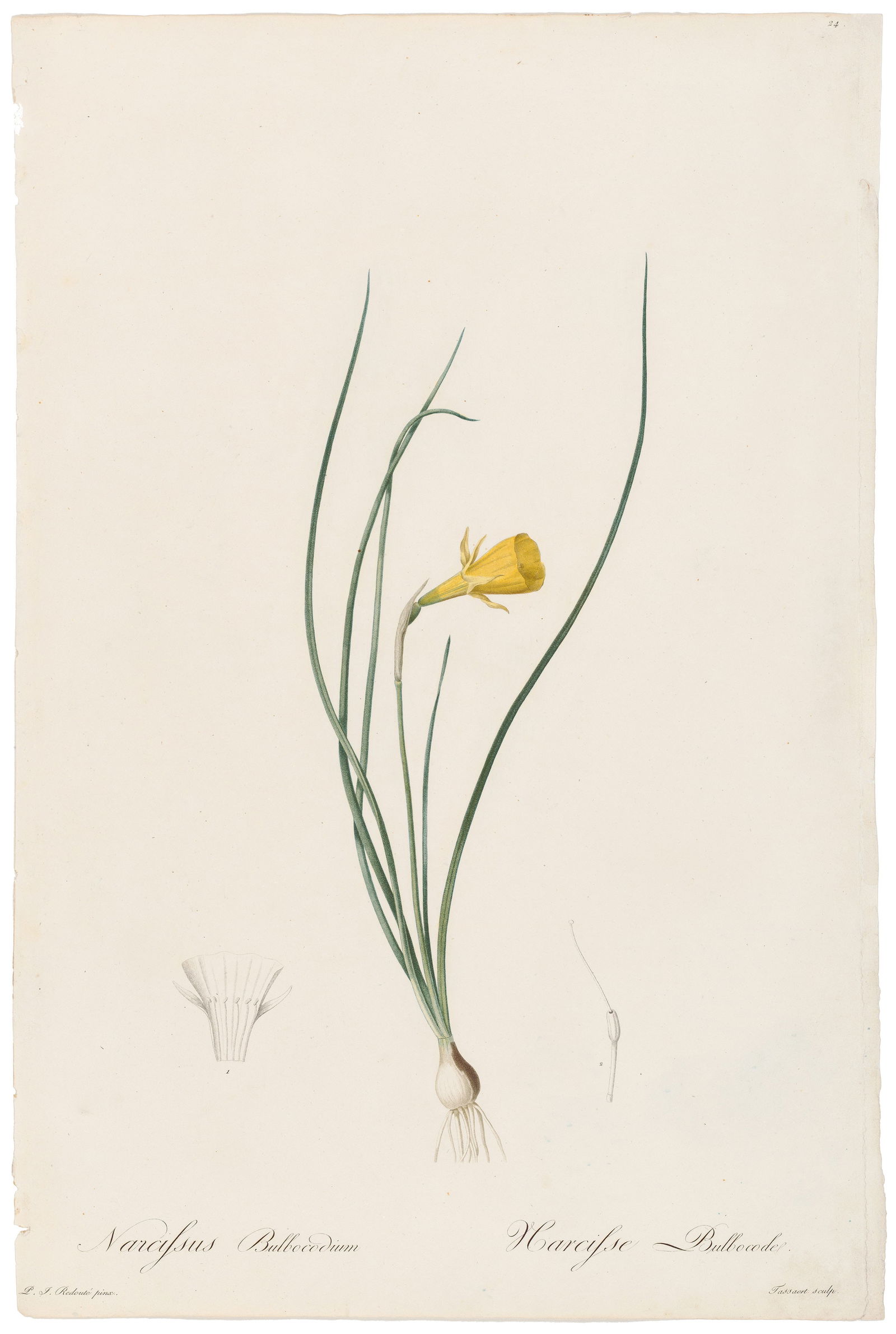 Reoute Les Liliacees 1802 - 1816 Plate 24, Yellow Narcissus: Elegant Antique Botanical Engraving from Les Liliacées by Pierre-Joseph Redouté Commissioned by Empress Josephine Bonaparte, Pierre-Joseph Redouté’s Les Liliacées (1802–1816) is a monumental b