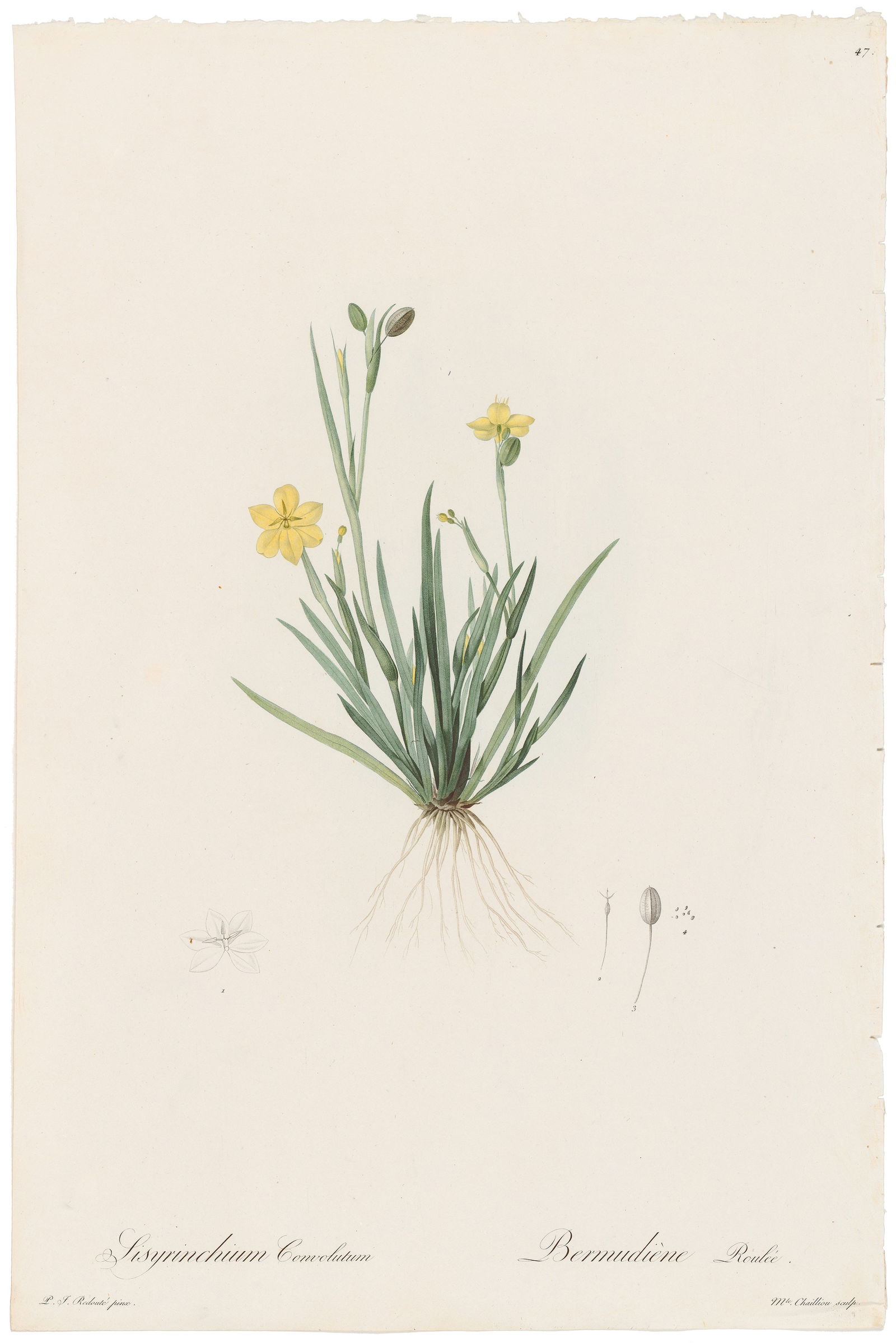 Reoute Les Liliacees 1802 - 1816 Plate 47, Rolled-up Sisyrinchiumm: Elegant Antique Botanical Engraving from Les Liliacées by Pierre-Joseph Redouté Commissioned by Empress Josephine Bonaparte, Pierre-Joseph Redouté’s Les Liliacées (1802–1816) is a monumental b
