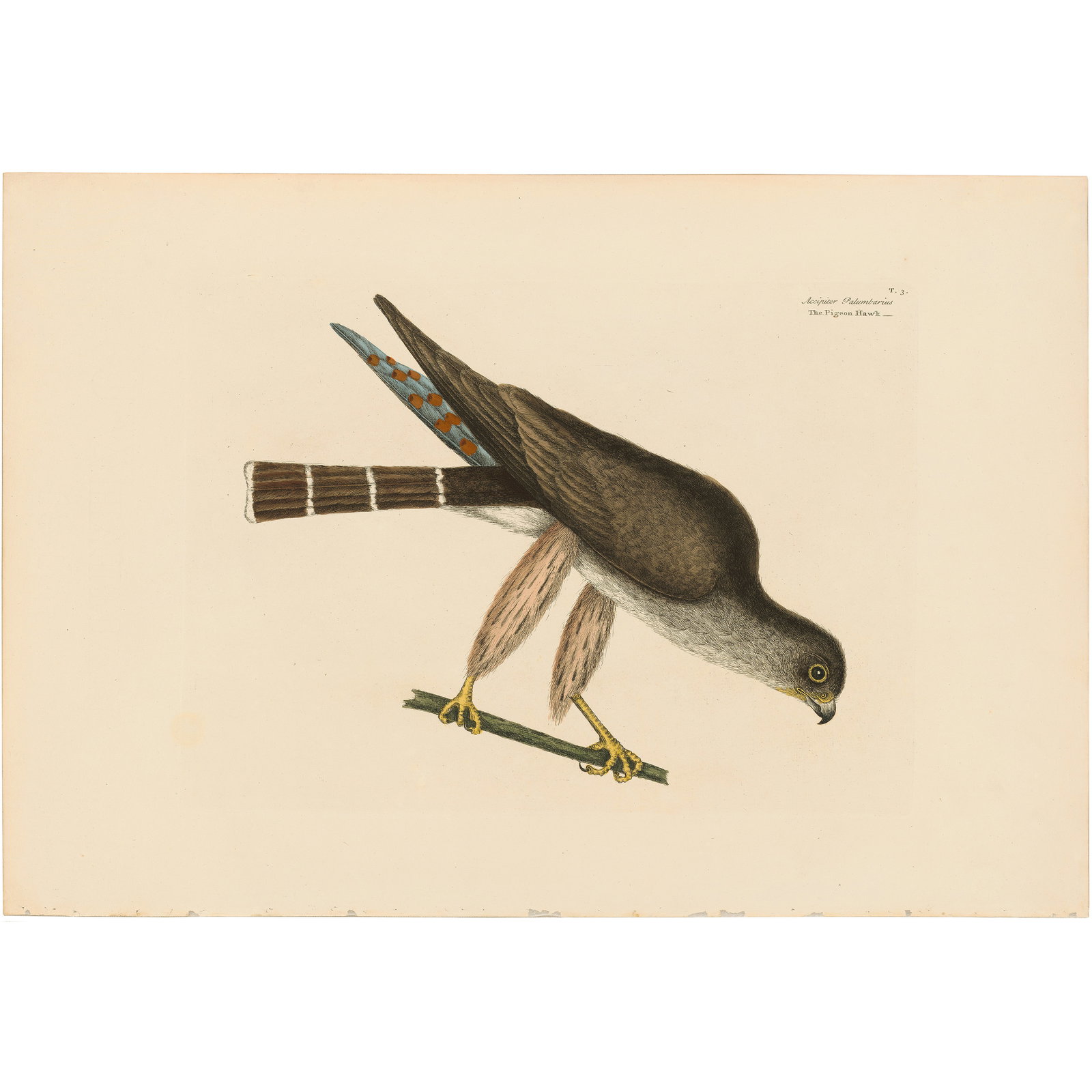 Catesby Natural History of Carolina 1771 Volume 1 Plate 3 The Pigeon Hawk: Volume 1 Plate 3 The Pigeon Hawk Mark Catesby The Natural History of Carolina, Florida and the Bahama Islands 1771 Edition Paper Size: 14.25 x 20.75 inches Print Type: Hand-colored engraving Year Cre