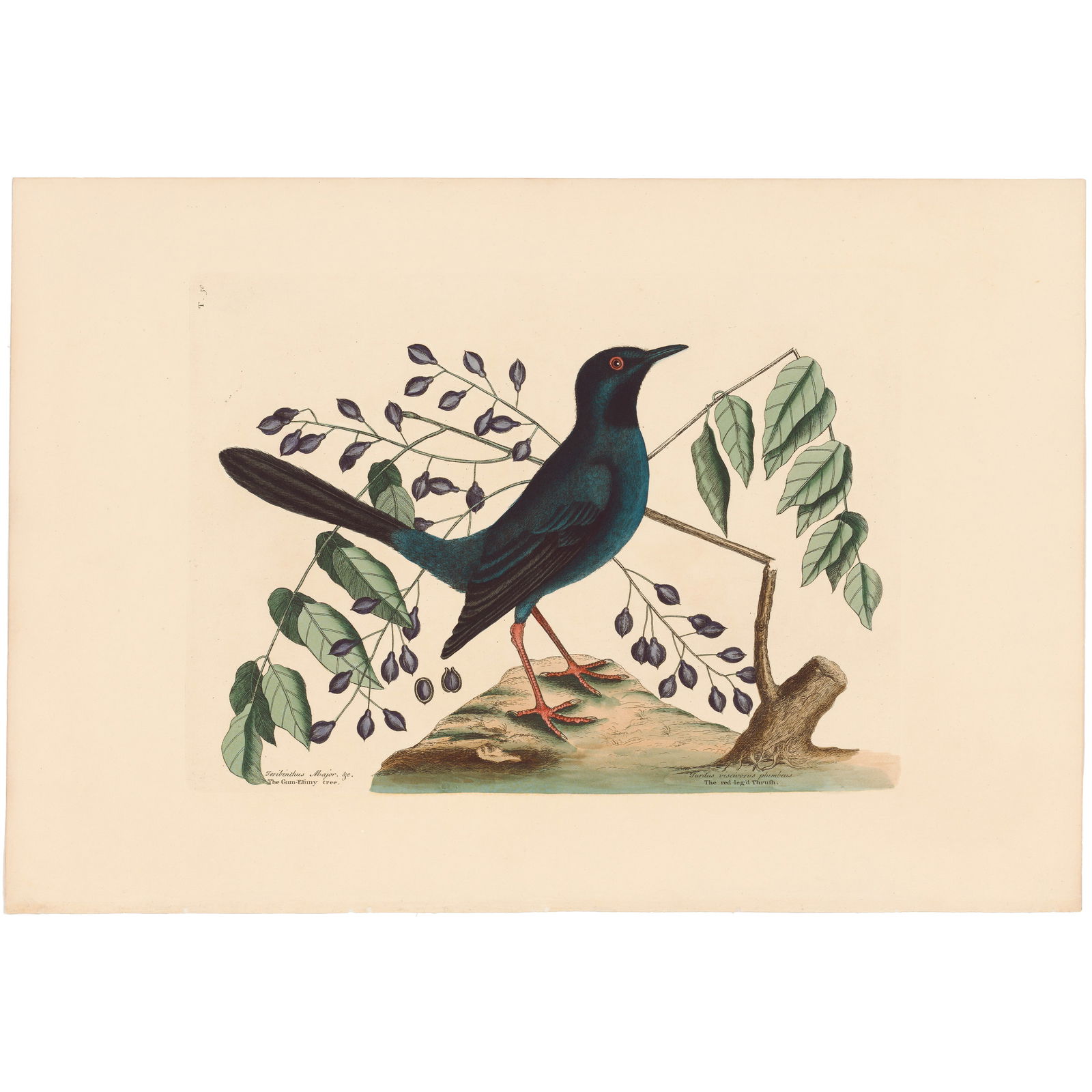 Catesby Natural History of Carolina 1771 Volume 1 Plate 30 The Red Legged Thrush: Volume 1 Plate 30 The Red Legged Thrush Mark Catesby The Natural History of Carolina, Florida and the Bahama Islands 1771 Edition Paper Size: 14.25 x 20.75 inches Print Type: Hand-colored engraving Y