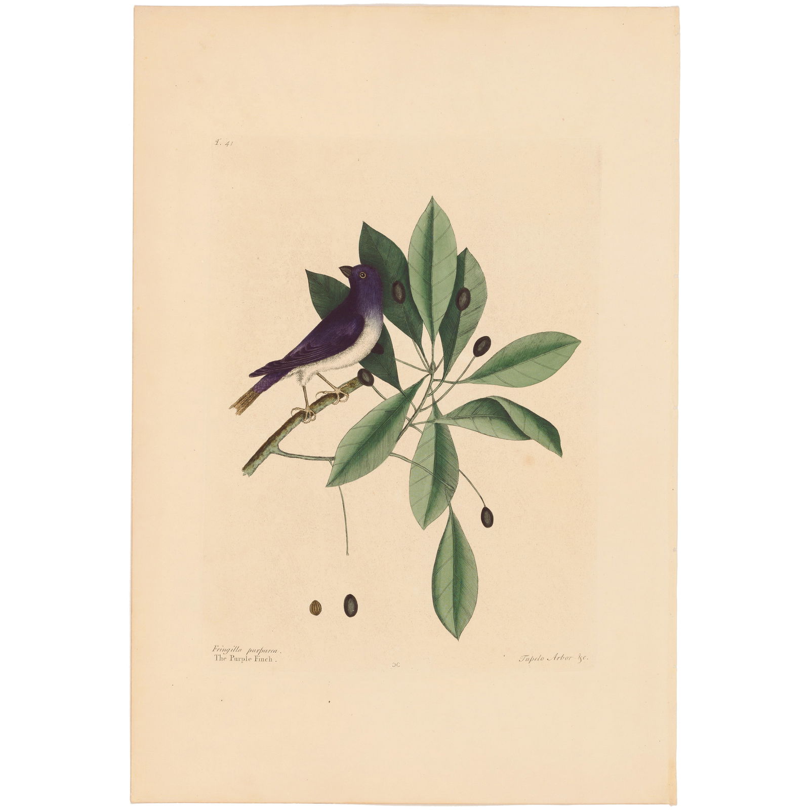 Catesby Natural History of Carolina 1771 Volume 1 Plate 41 The Purple Finch: Volume 1 Plate 41 The Purple Finch Mark Catesby The Natural History of Carolina, Florida and the Bahama Islands 1771 Edition Paper Size: 20.75 x 14.25 inches Print Type: Hand-colored engraving Year C