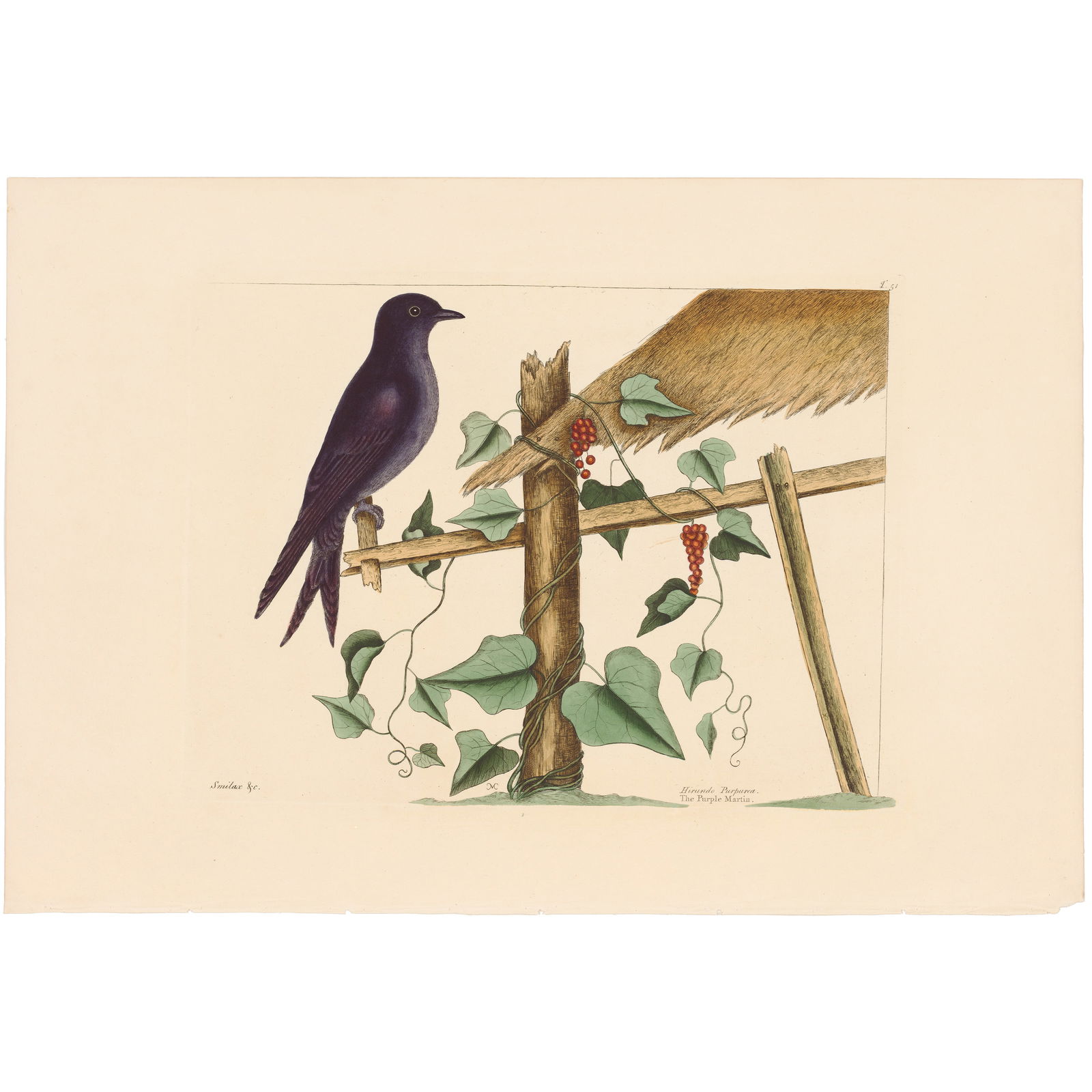 Catesby Natural History of Carolina 1771 Volume 1 Plate 51 The Purple Martin: Volume 1 Plate 51 The Purple Martin Mark Catesby The Natural History of Carolina, Florida and the Bahama Islands 1771 Edition Paper Size: 14.25 x 20.75 inches Print Type: Hand-colored engraving Year