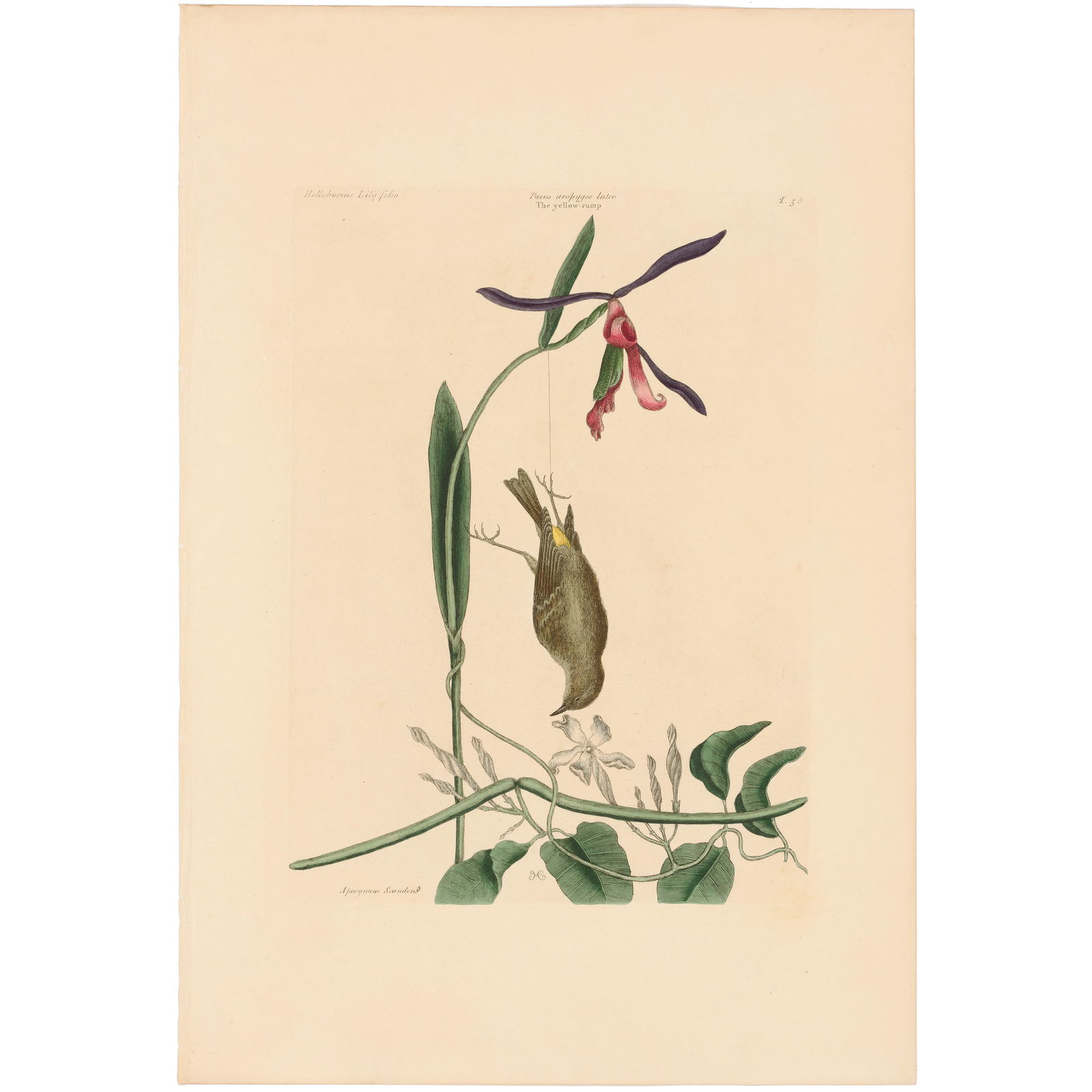 Catesby Natural History of Carolina 1771 Volume 1 Plate 58 The Yellow Rump: Volume 1 Plate 58 The Yellow Rump Mark Catesby The Natural History of Carolina, Florida and the Bahama Islands 1771 Edition Paper Size: 20.75 x 14.25 inches Print Type: Hand-colored engraving Year Cr