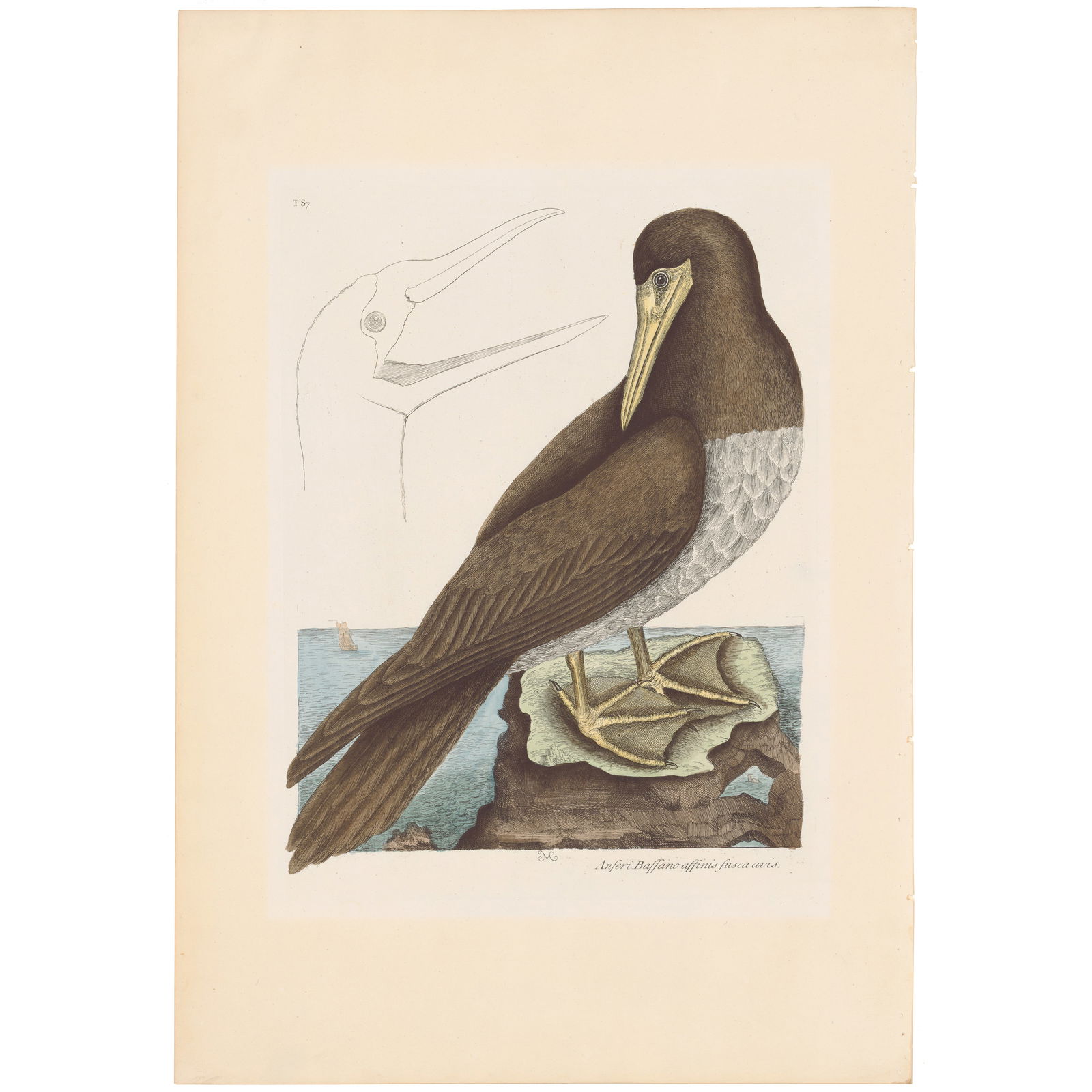 Catesby Natural History of Carolina 1771 Volume 1 Plate 87 The Booby: Volume 1 Plate 87 The Booby Mark Catesby The Natural History of Carolina, Florida and the Bahama Islands 1771 Edition Paper Size: 20.75 x 14.25 inches Print Type: Hand-colored engraving Year Created: