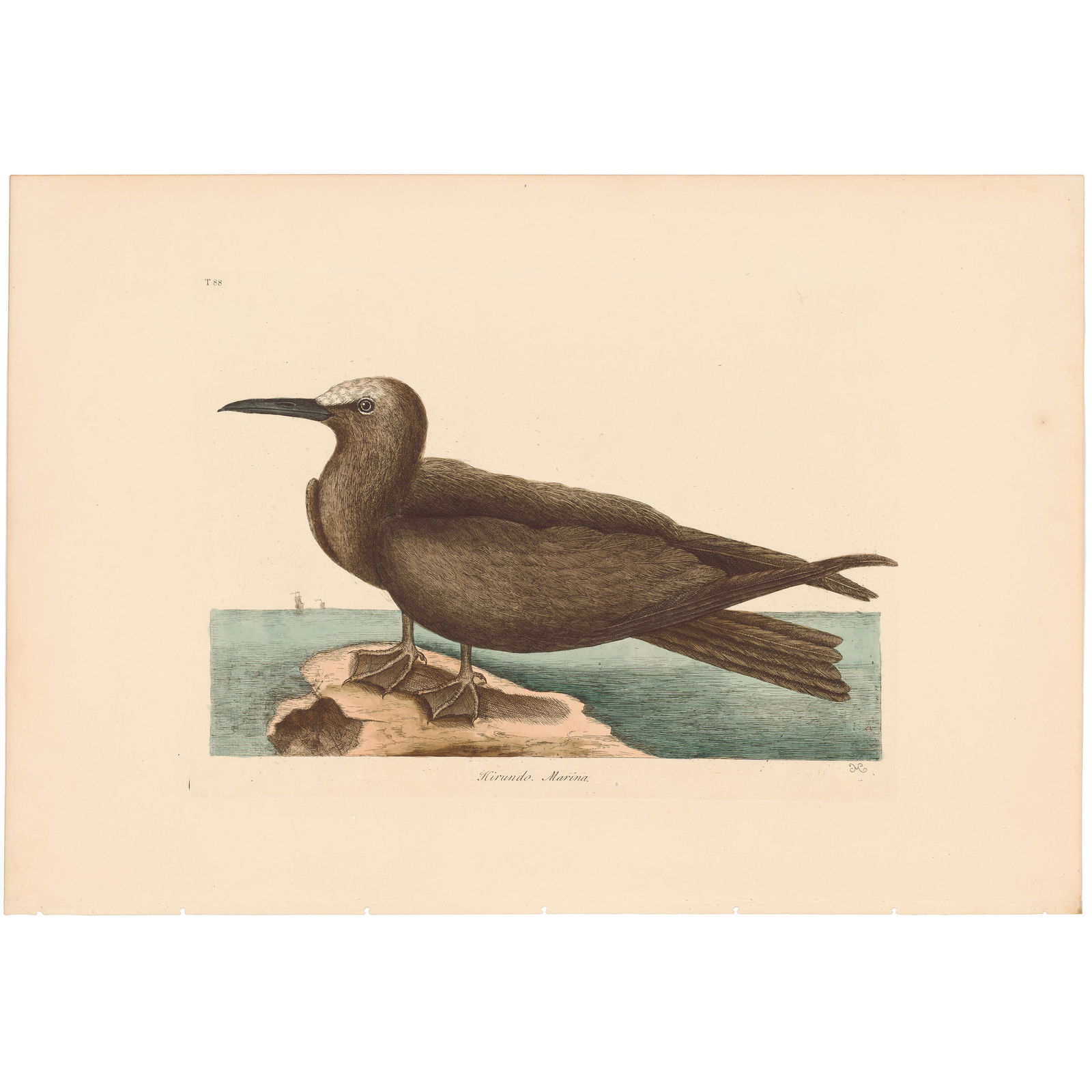 Catesby Natural History of Carolina 1771 Volume 1 Plate 88 The Noddy: Volume 1 Plate 88 The Noddy Mark Catesby The Natural History of Carolina, Florida and the Bahama Islands 1771 Edition Paper Size: 14.25 x 20.75 inches Print Type: Hand-colored engraving Year Created: