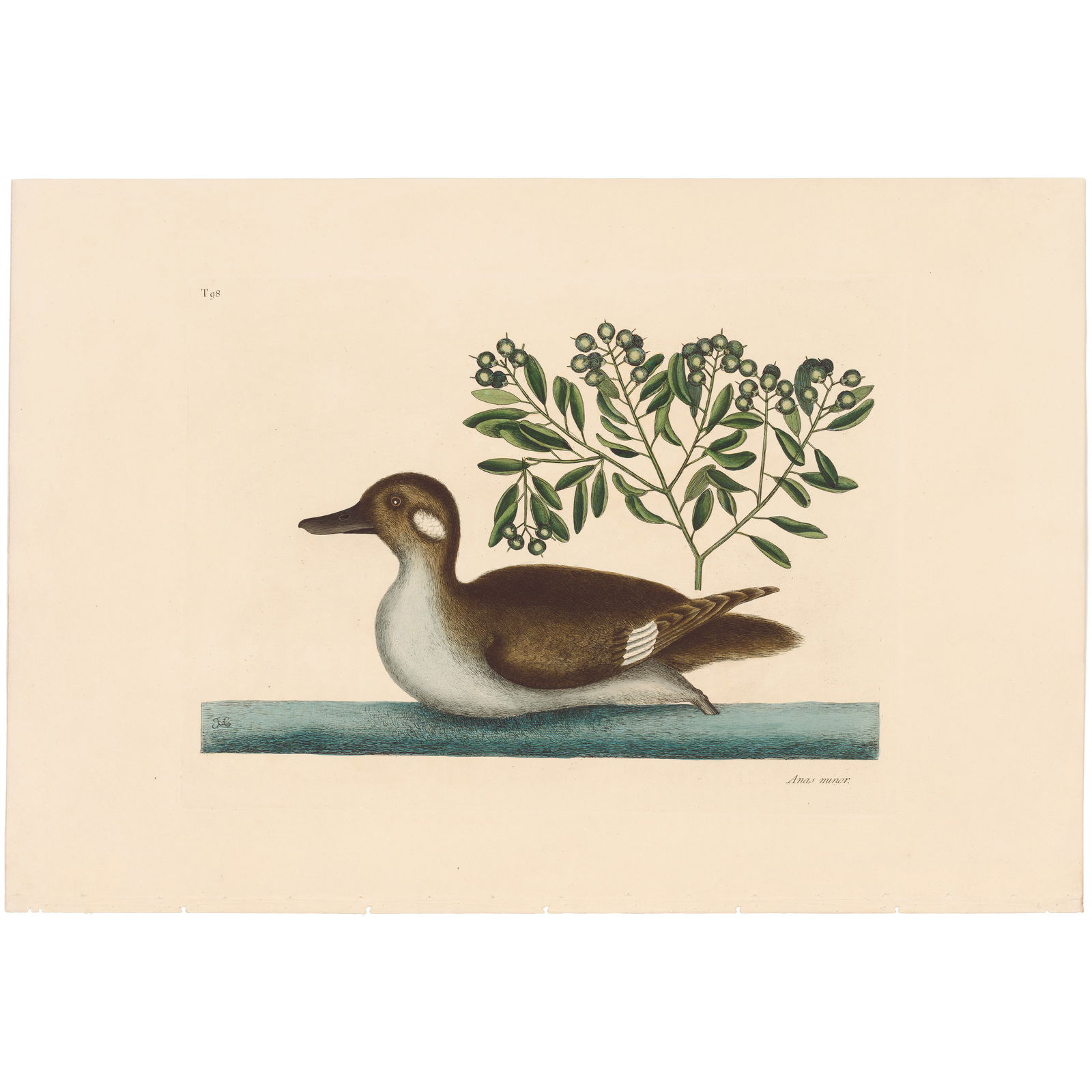 Catesby Natural History of Carolina 1771 Volume 1 Plate 98 The Little Brown Duck: Volume 1 Plate 98 The Little Brown Duck Mark Catesby The Natural History of Carolina, Florida and the Bahama Islands 1771 Edition Paper Size: 14.25 x 20.75 inches Print Type: Hand-colored engraving Y