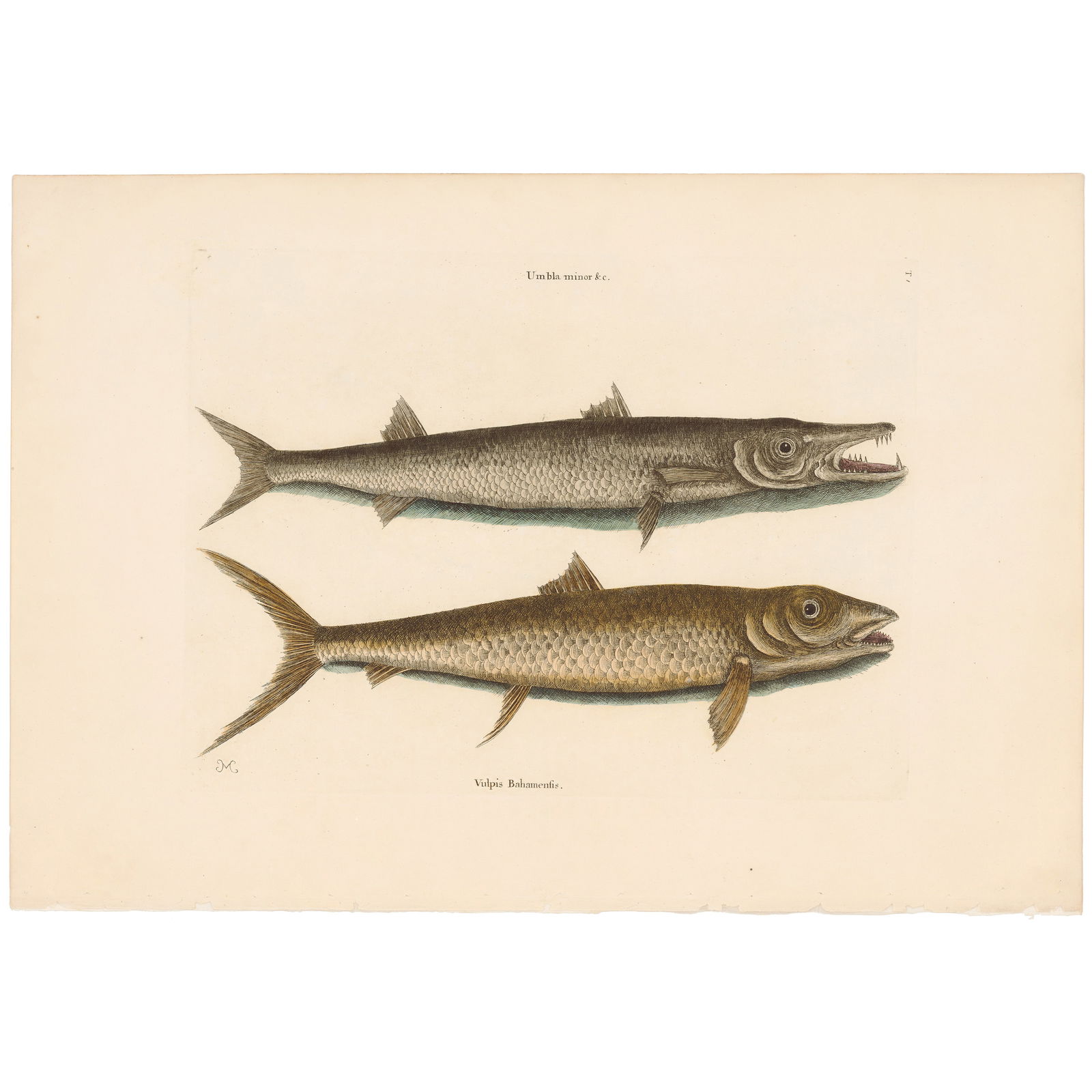 Catesby Natural History of Carolina 1771 Volume 2 Plate 1 The Barracuda: Volume 2 Plate 1 The Barracuda Mark Catesby The Natural History of Carolina, Florida and the Bahama Islands 1771 Edition Paper Size: 14.25 x 20.75 inches Print Type: Hand-colored engraving Year Creat