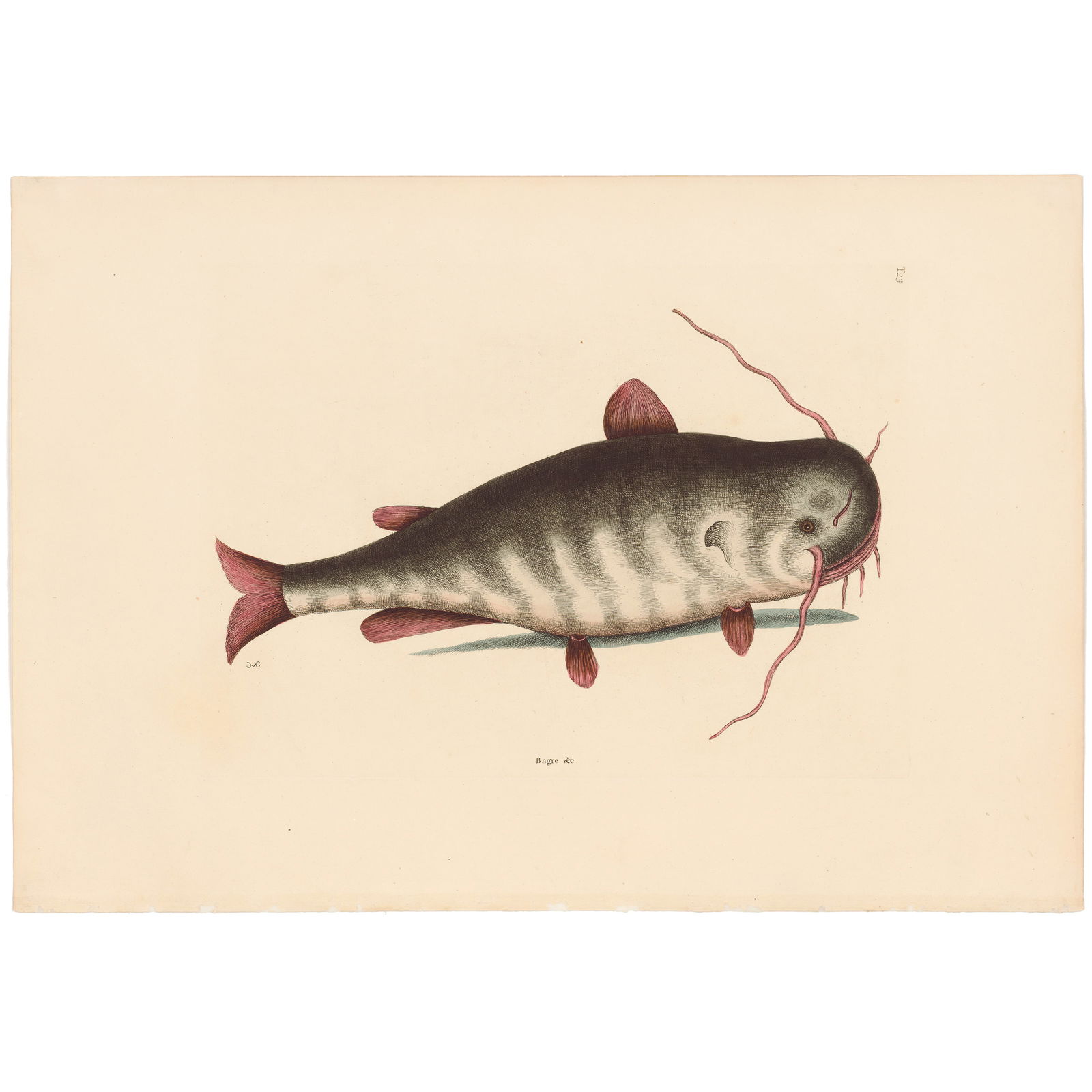 Catesby Natural History of Carolina 1771 Volume 2 Plate 23 The Cat Fish: Volume 2 Plate 23 The Cat Fish Mark Catesby The Natural History of Carolina, Florida and the Bahama Islands 1771 Edition Paper Size: 14.25 x 20.75 inches Print Type: Hand-colored engraving Year Creat