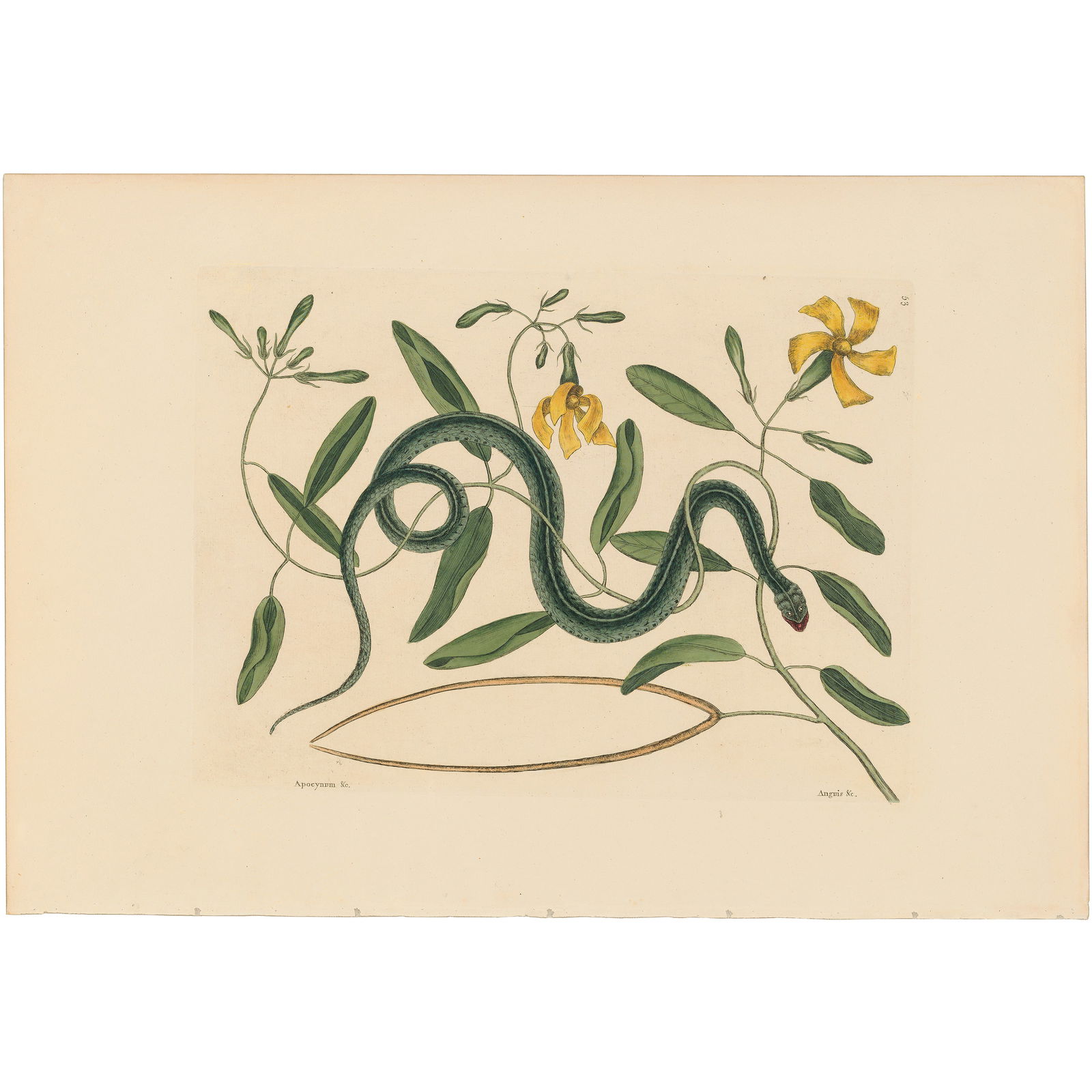 Catesby Natural History of Carolina 1771 Volume 2 Plate 53 The Green Spotted Snake: Volume 2 Plate 53 The Green Spotted Snake Mark Catesby The Natural History of Carolina, Florida and the Bahama Islands 1771 Edition Paper Size: 14.25 x 20.75 inches Print Type: Hand-colored engraving