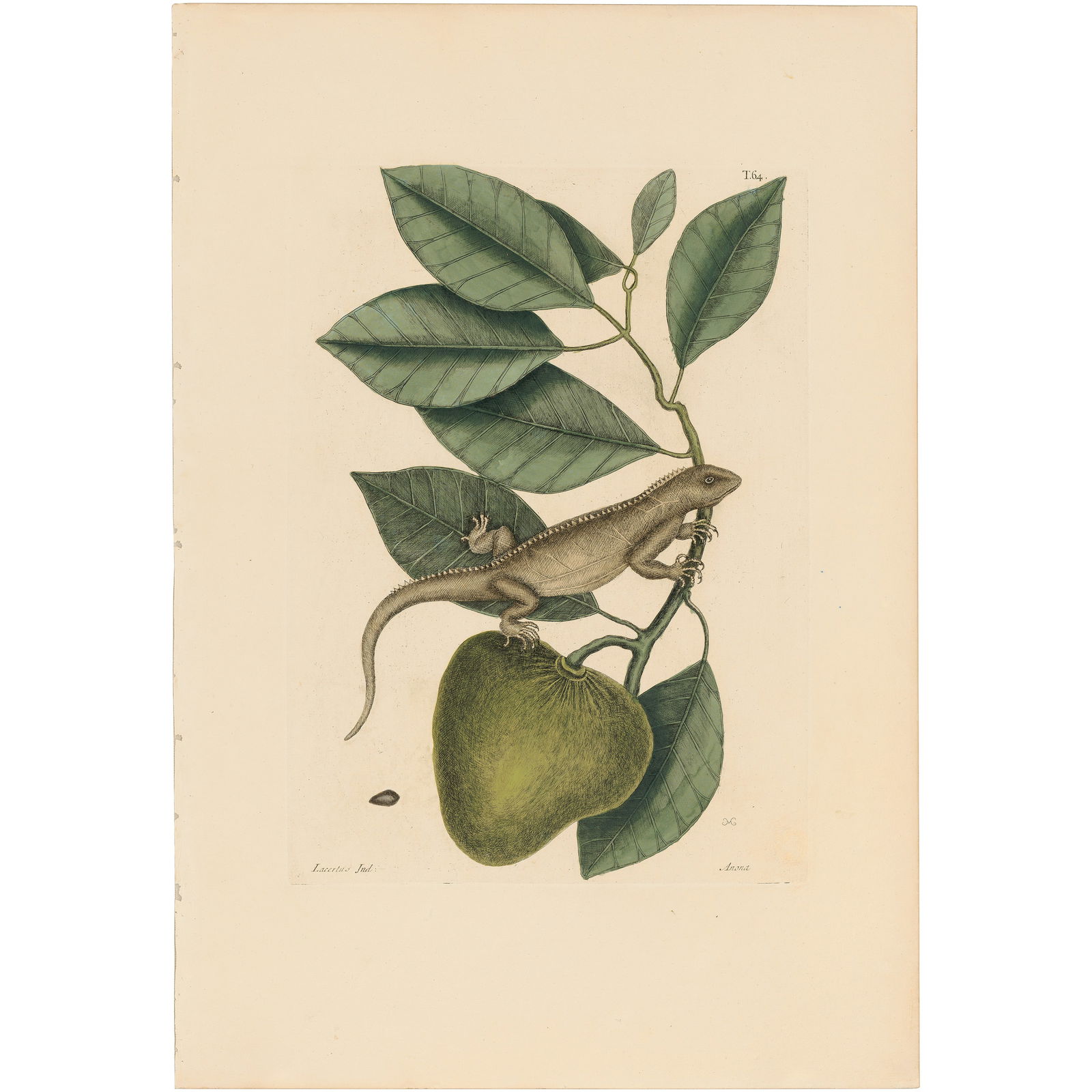 Catesby Natural History of Carolina 1771 Volume 2 Plate 64 The Guana: Volume 2 Plate 64 The Guana Mark Catesby The Natural History of Carolina, Florida and the Bahama Islands 1771 Edition Paper Size: 20.75 x 14.25 inches Print Type: Hand-colored engraving Year Created: