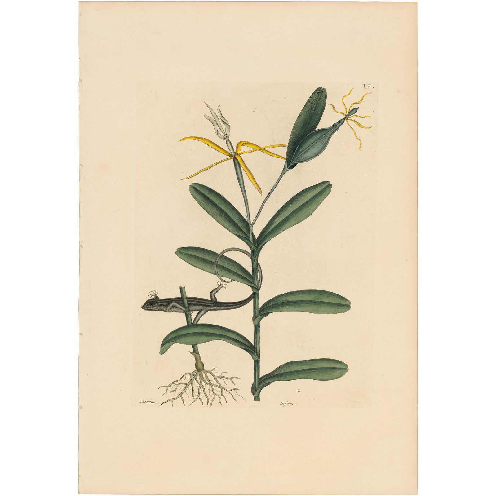 Catesby Natural History of Carolina 1771 Volume 2 Plate 68 The Lyon Lizzard: Volume 2 Plate 68 The Lyon Lizzard Mark Catesby The Natural History of Carolina, Florida and the Bahama Islands 1771 Edition Paper Size: 20.75 x 14.25 inches Print Type: Hand-colored engraving Year C