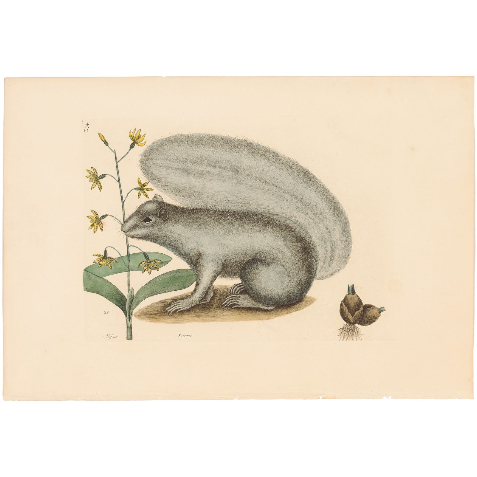 Catesby Natural History of Carolina 1771 Volume 2 Plate 74 The Grey Fox Squirrel: Volume 2 Plate 74 The Grey Fox Squirrel Mark Catesby The Natural History of Carolina, Florida and the Bahama Islands 1771 Edition Paper Size: 14.25 x 20.75 inches Print Type: Hand-colored engraving Y
