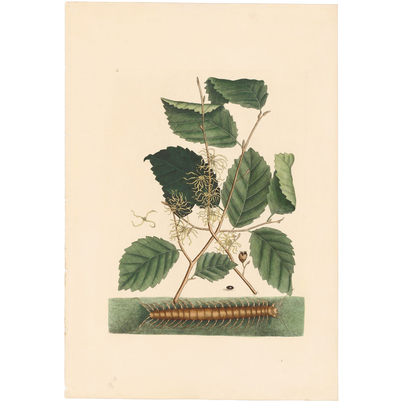 Catesby Natural History of Carolina 1771 Appendix Plate 2 Centipede: Appendix Plate 2 Centipede Mark Catesby The Natural History of Carolina, Florida and the Bahama Islands 1771 Edition Paper Size: 20.75 x 14.25 inches Print Type: Hand-colored engraving Year Created: